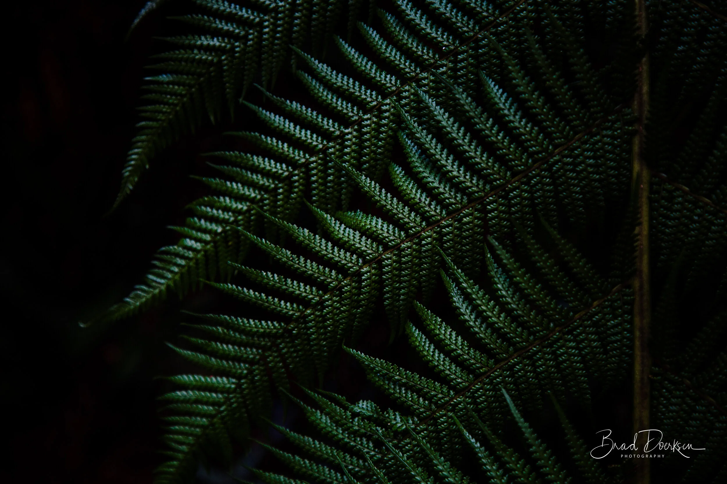 Fern