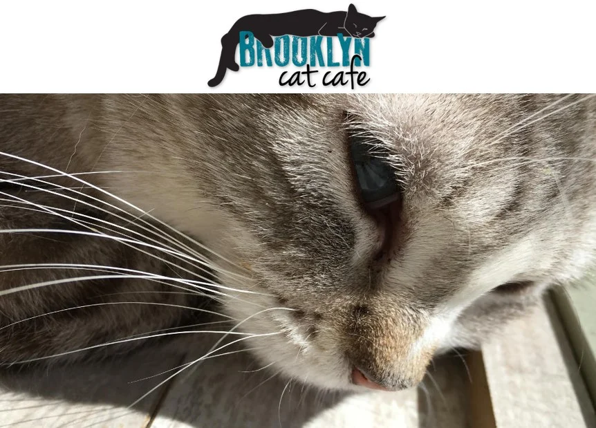 BK Cat Cafe.jpg