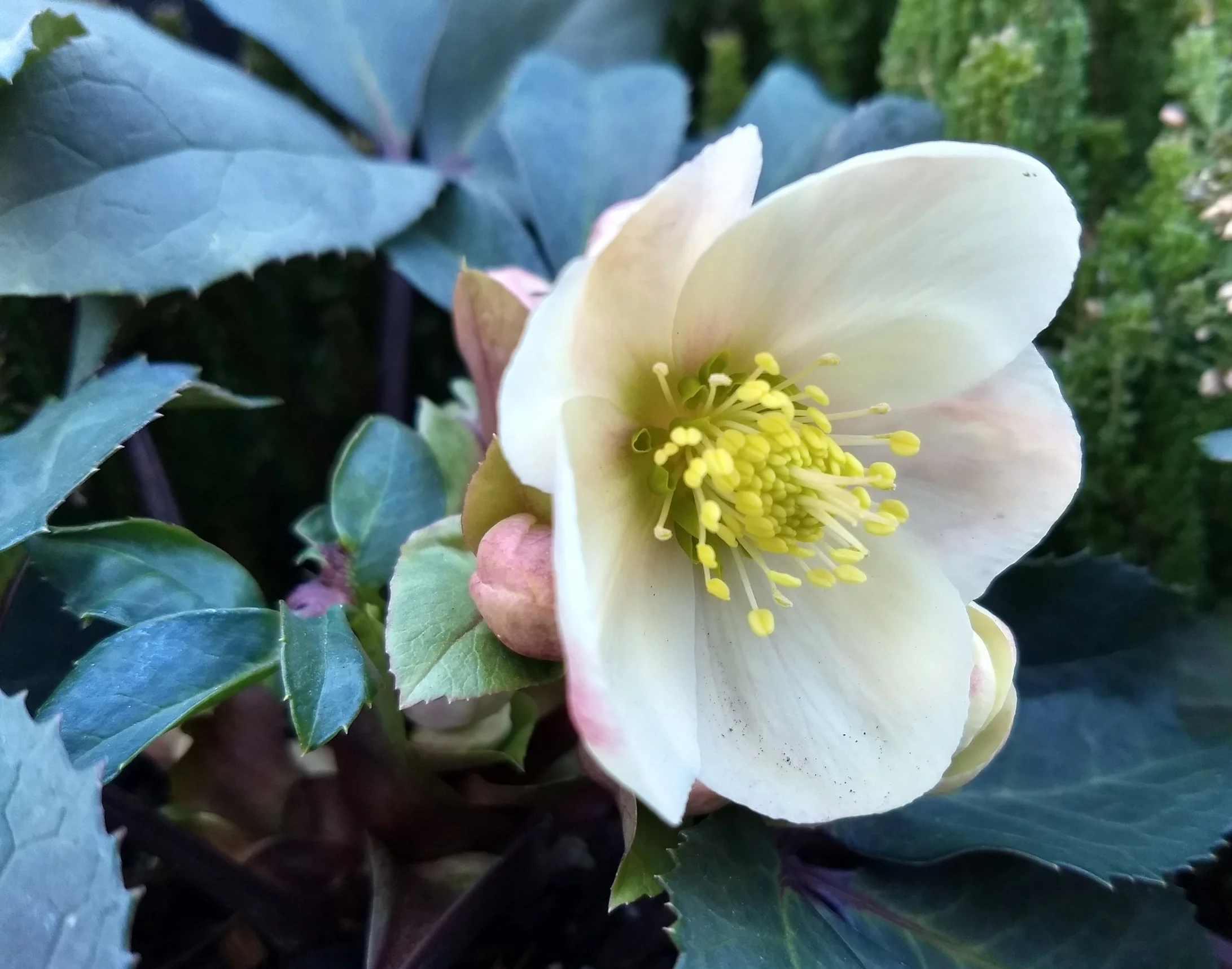 Helleborus x hybridus 'Cinnamon Snow'