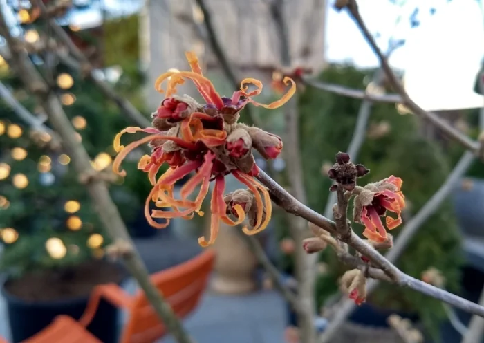 Hamamelis x intermedia