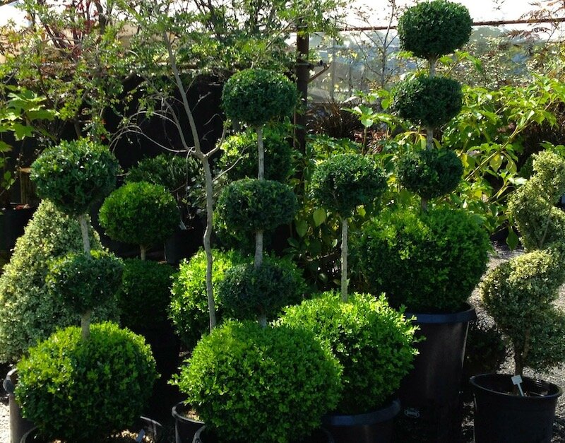live boxwood topiary