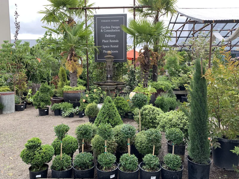 live boxwood topiary nursery near me
