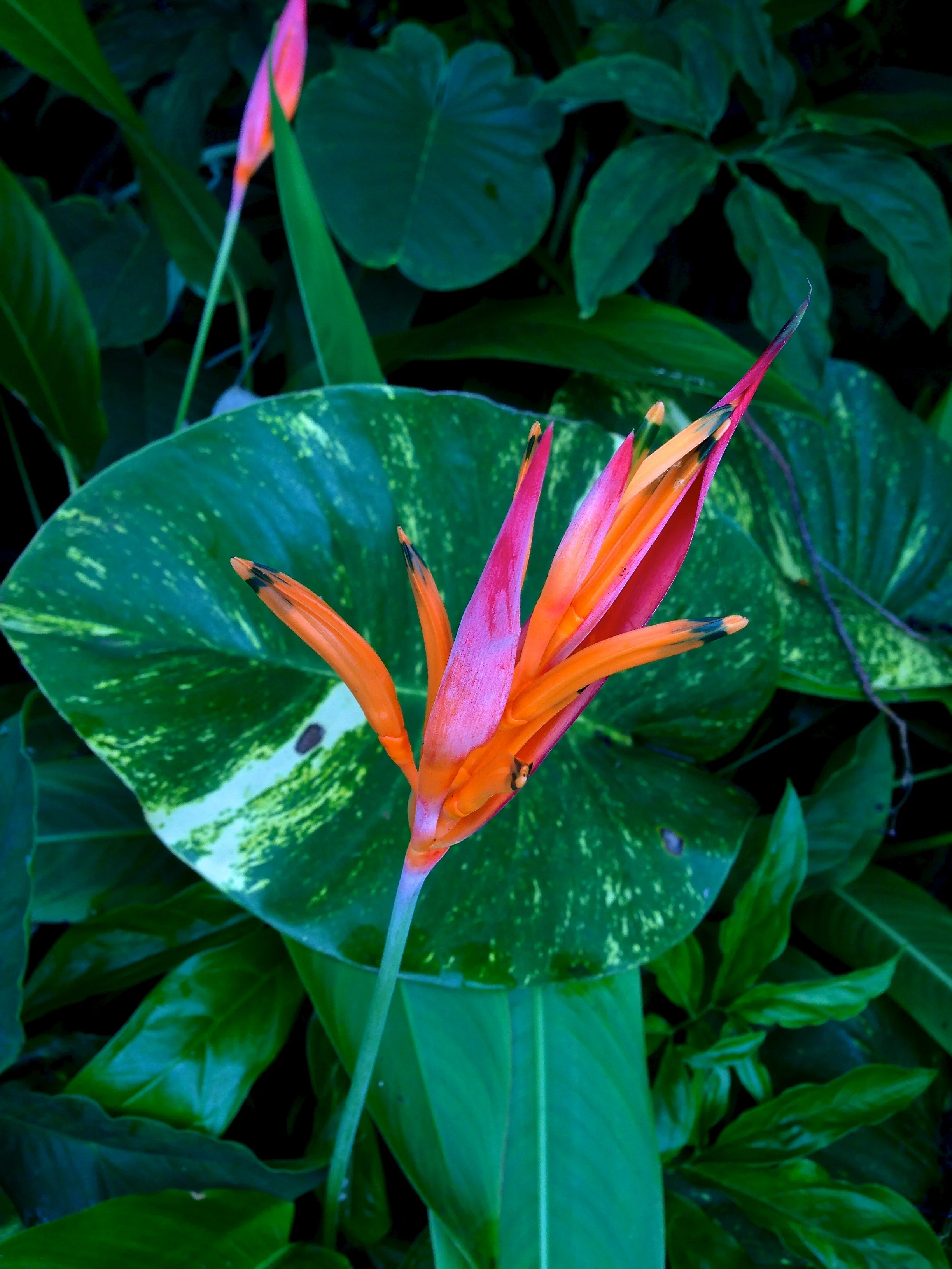 Jungle flower.