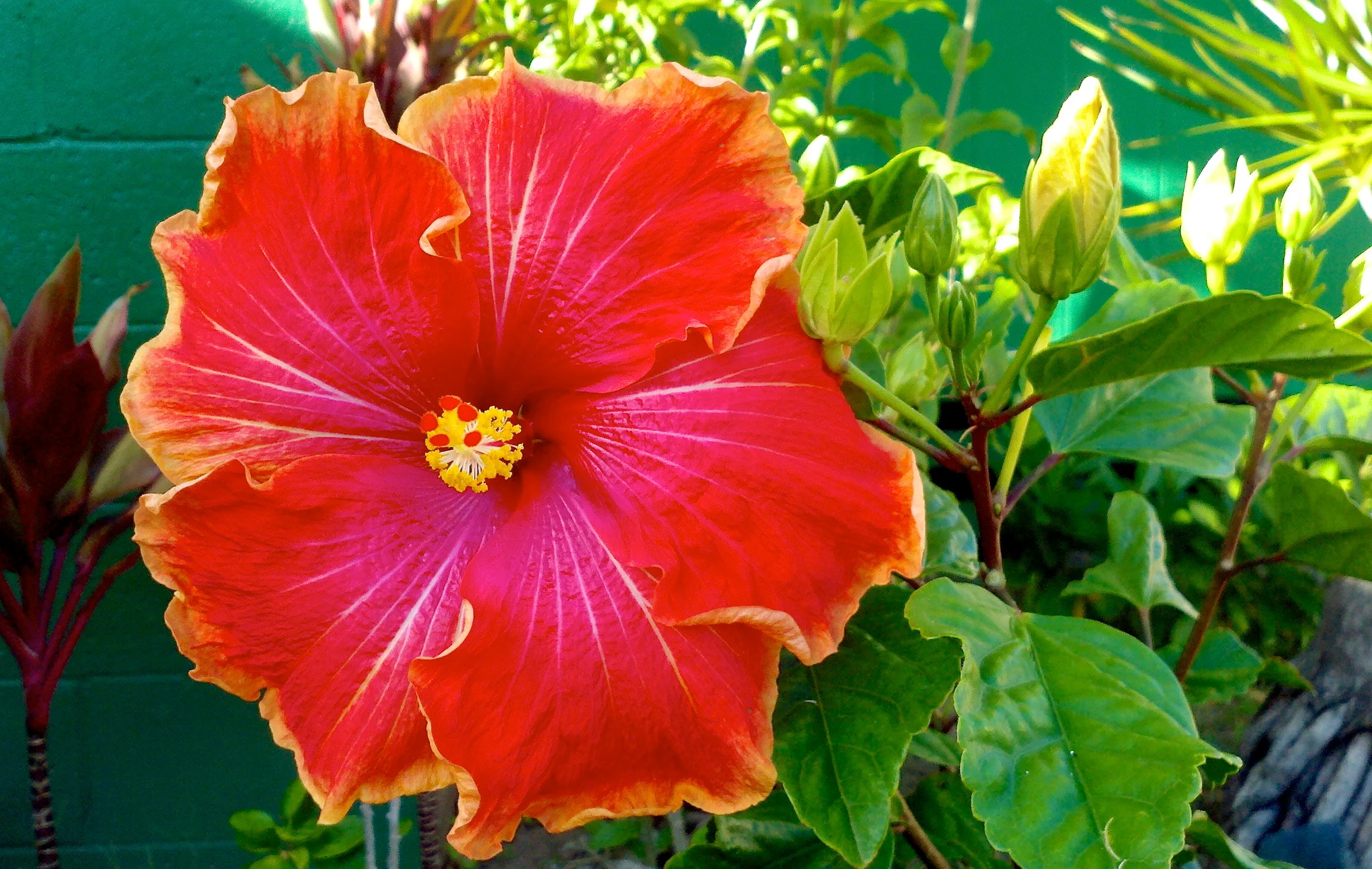 Hibiscus