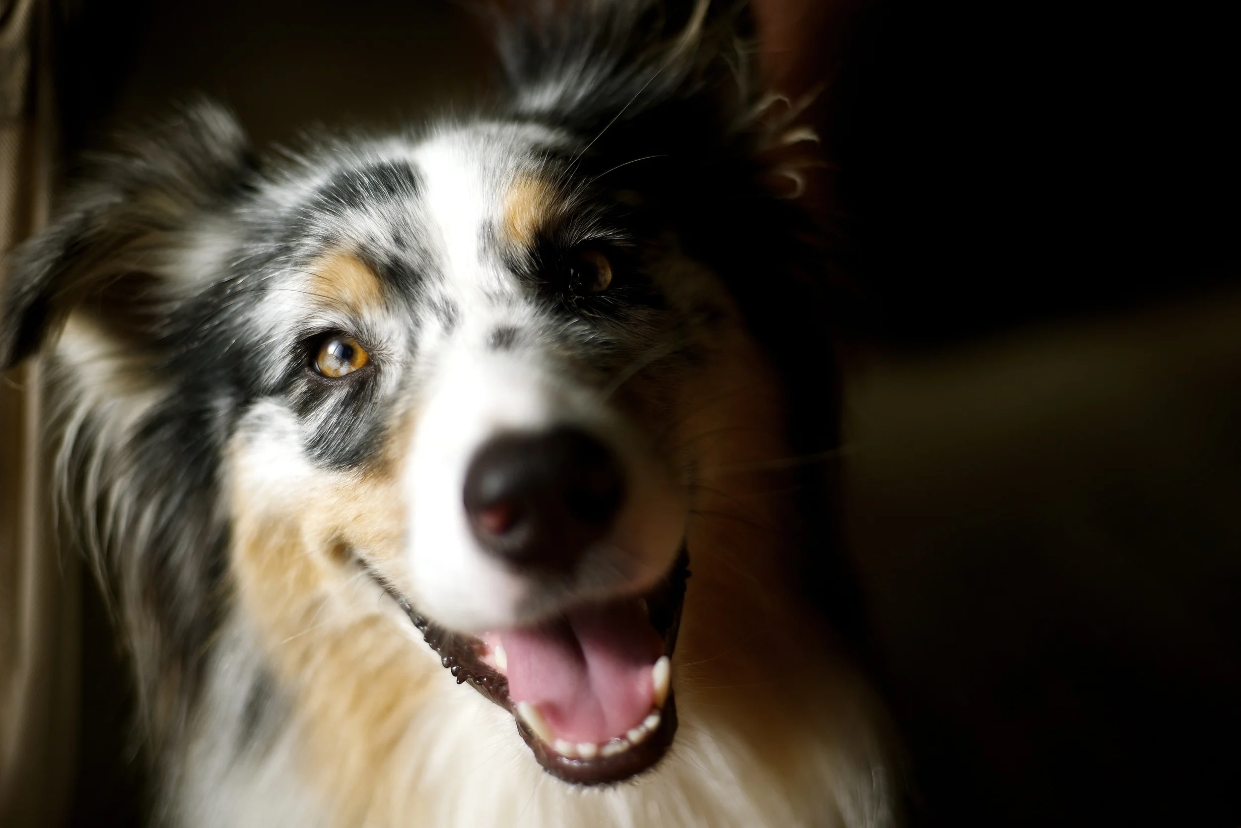 Woof.