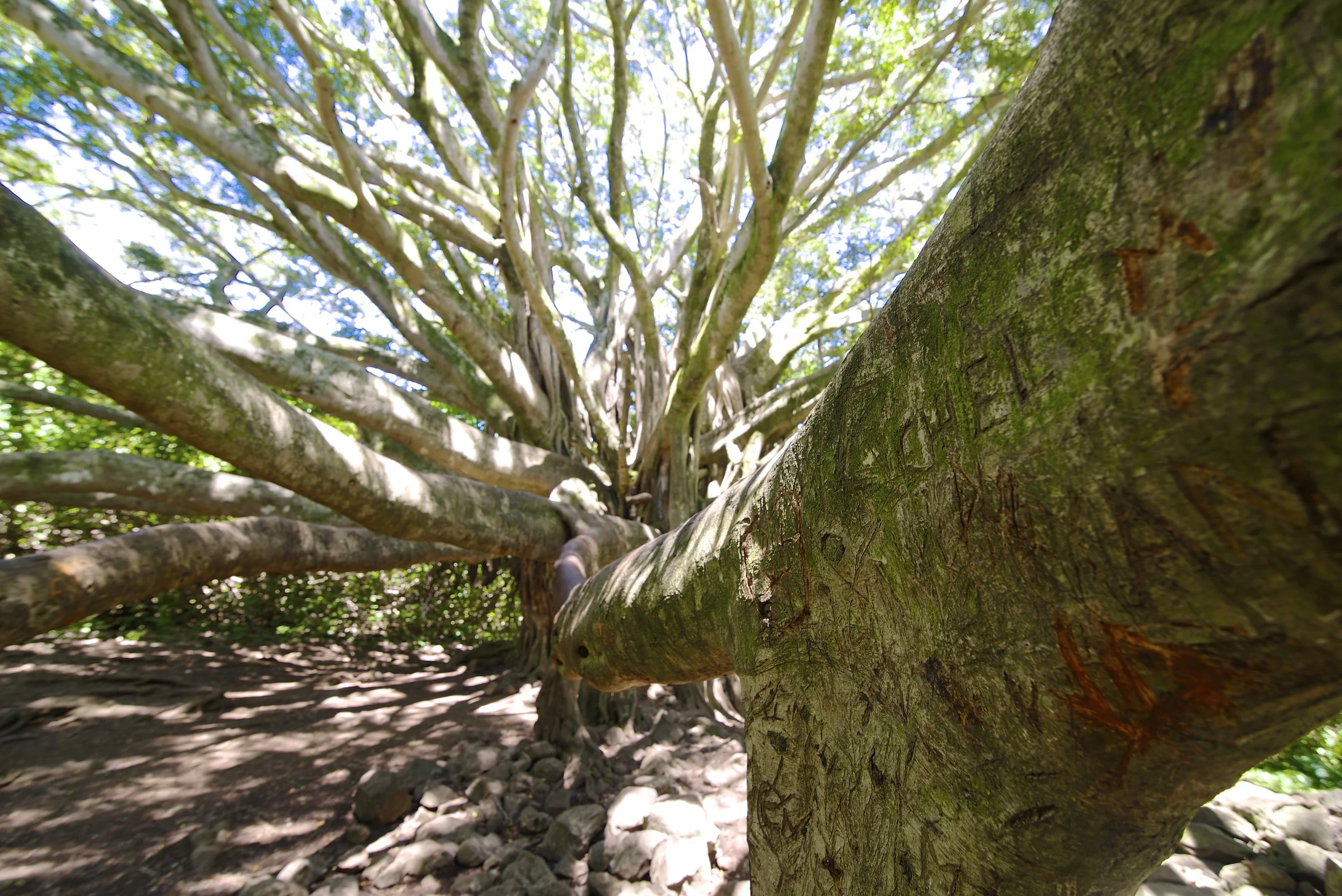 DSC_6508.jpg