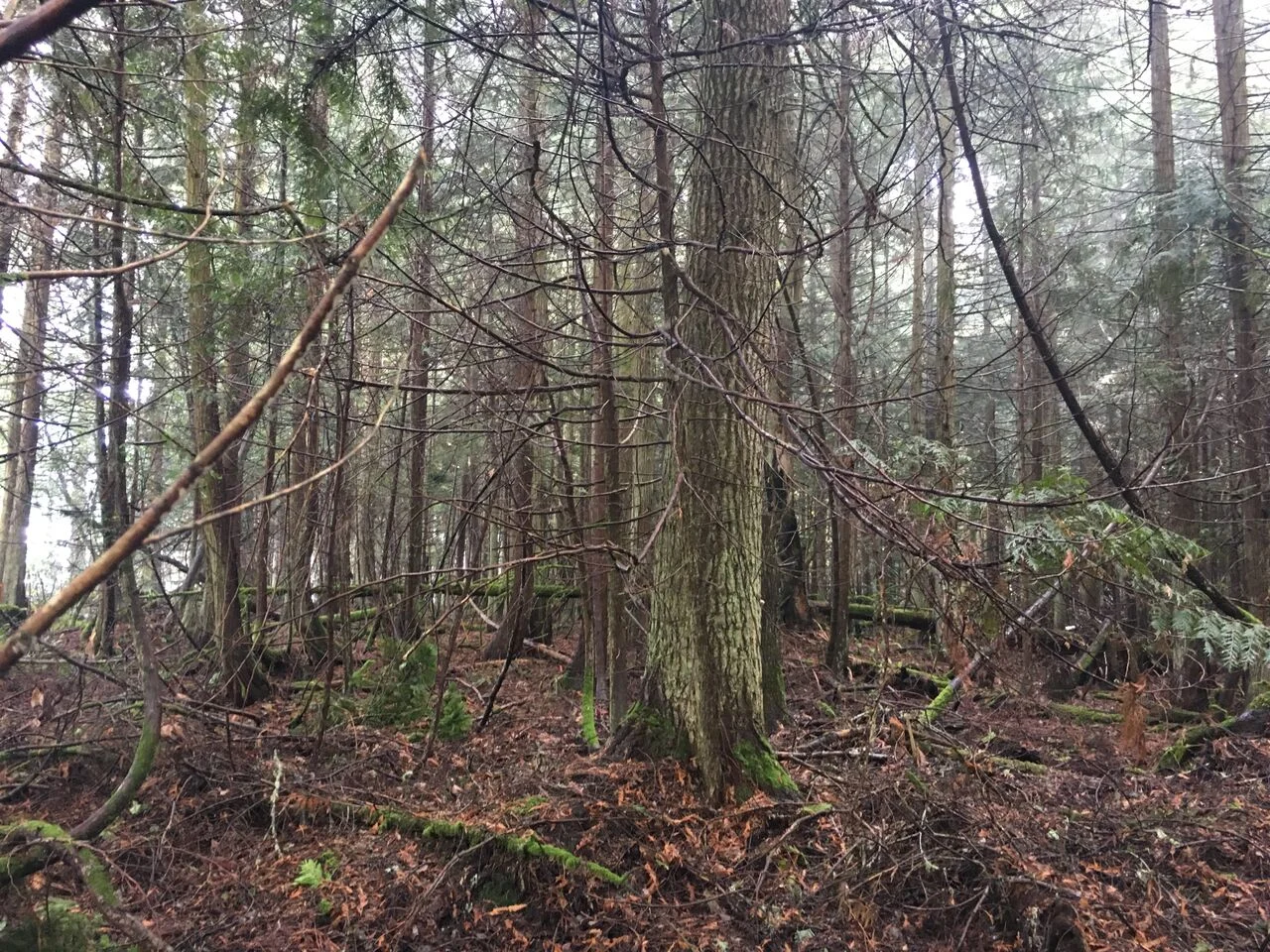 L18008 timber 1.jpg