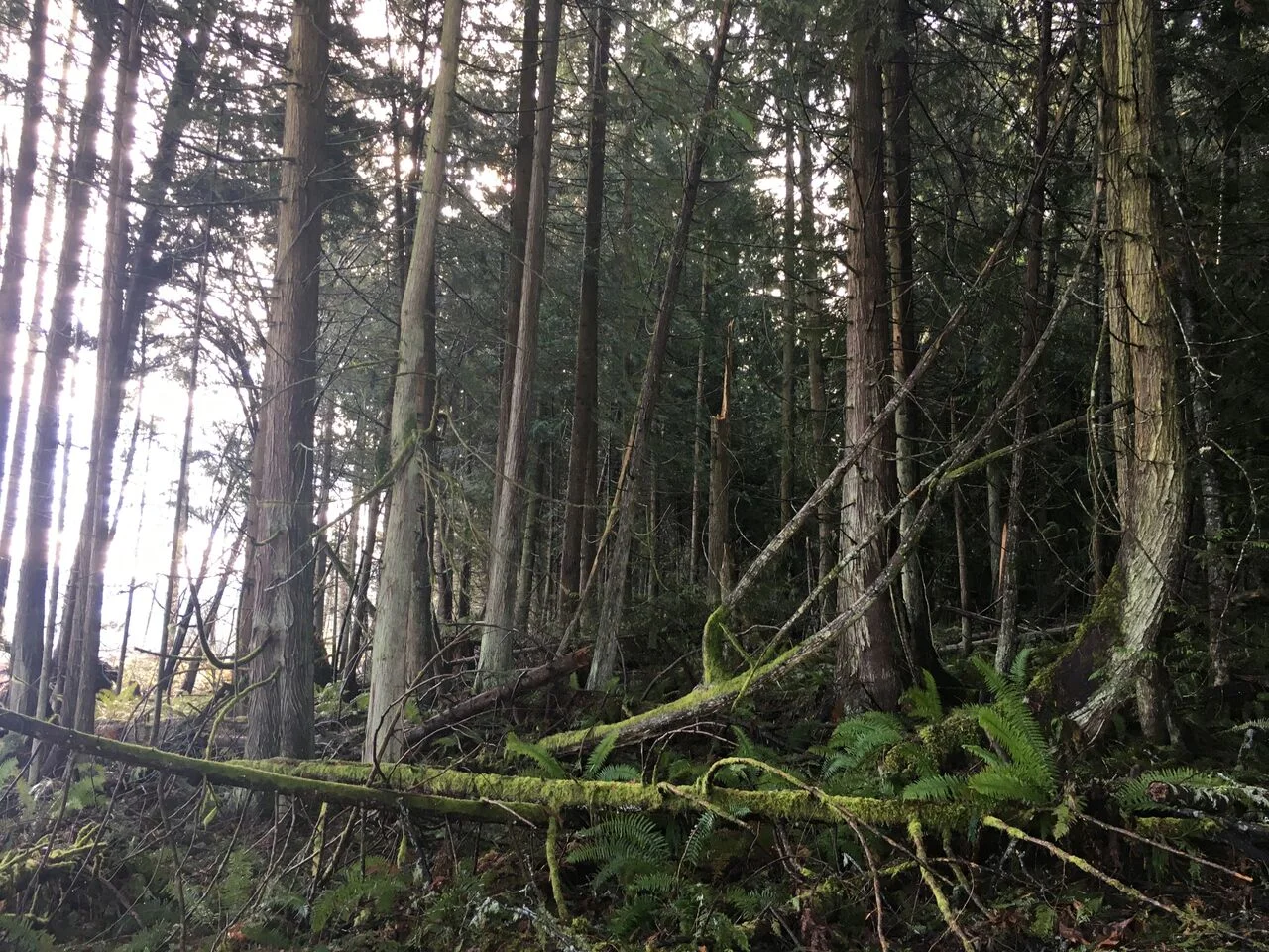 L18008 timber 4.jpg