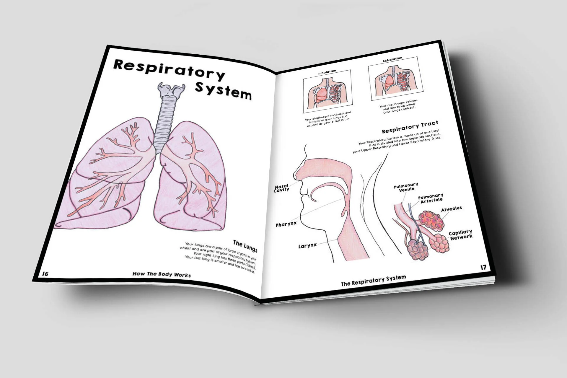 How The Body Works | Spread Design & Illustration