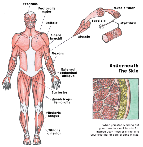 How The Body Works | Spread Design & Illustration