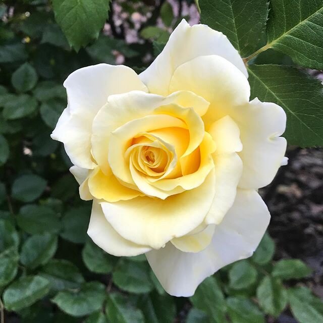 Yes! Even my #rosegarden has Fancy Yellow Roses in it! Hey! Have you stopped by FancyComedy.com lately? I hope so! #fancycomedy #femalecomics #hollywoodcomics #avcomics #momcomics #yellowroses #nofilterneeded