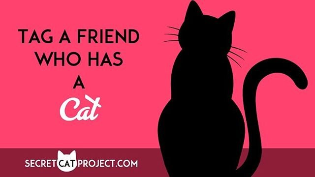 We&rsquo;ve got something fun for #indoorcat owners coming up so please tag a friend who has a cat/s. Thank you! #cat #catsofinstagram #catproducts #catcasting #feline #indoorcats #housecats #kitty #kitten #decormeetsfunction #wehatecattreestoo