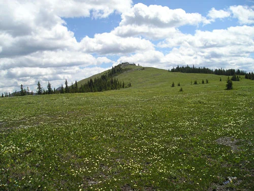 Jumpingpound-alpine-meadow-with-the-summit-in-the-distance.jpg