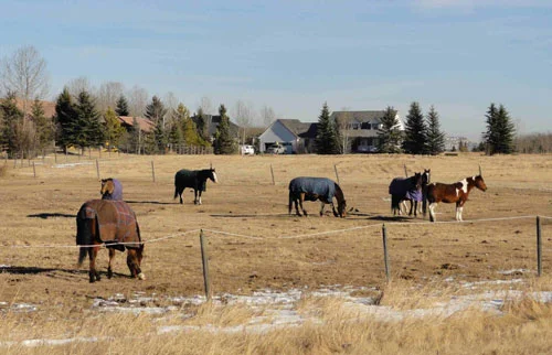 Horse-pasture-at-a-riding-stable-in-the-Elbow-valley,-surrounded-by-houses.jpg