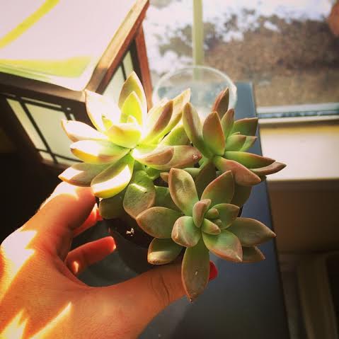 THIS LITTLE PLANT WILL PROBABLY BE PLANTED IN THE GLASS CONTAINER PICTURED TO THE RIGHT