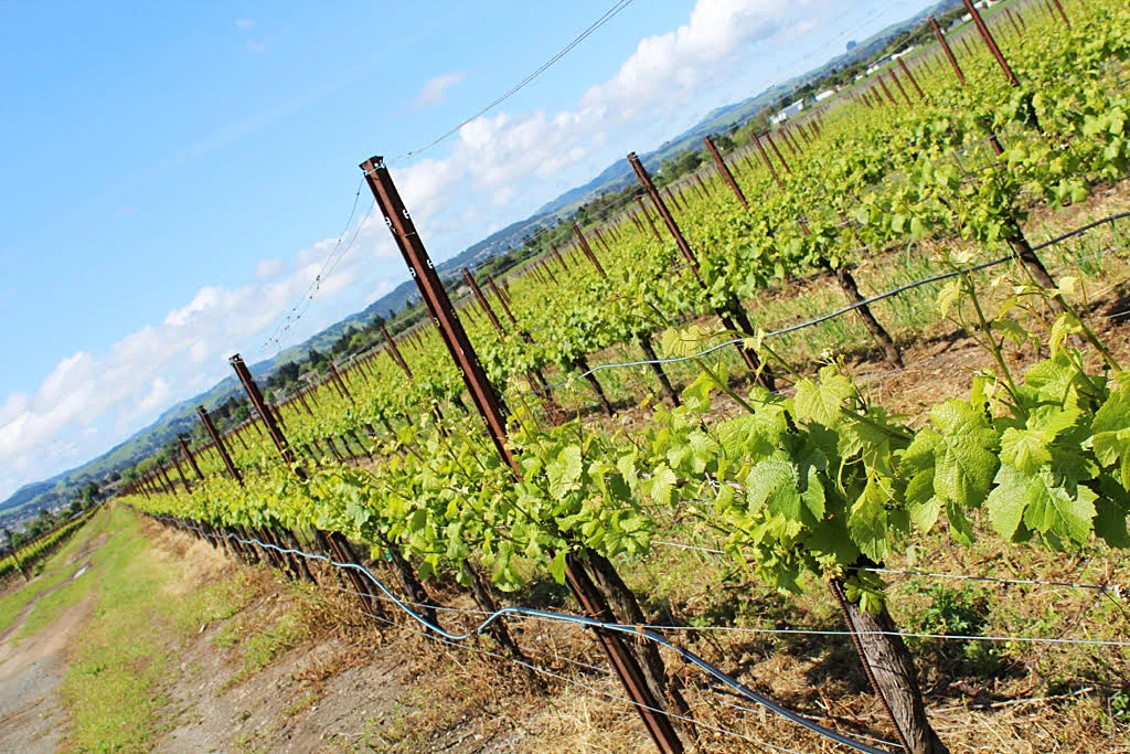 Photo taken at Roche Winery