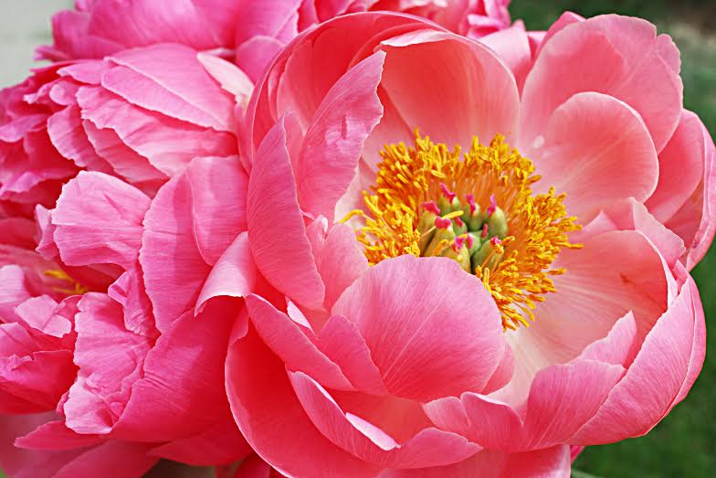 pink peony.jpg