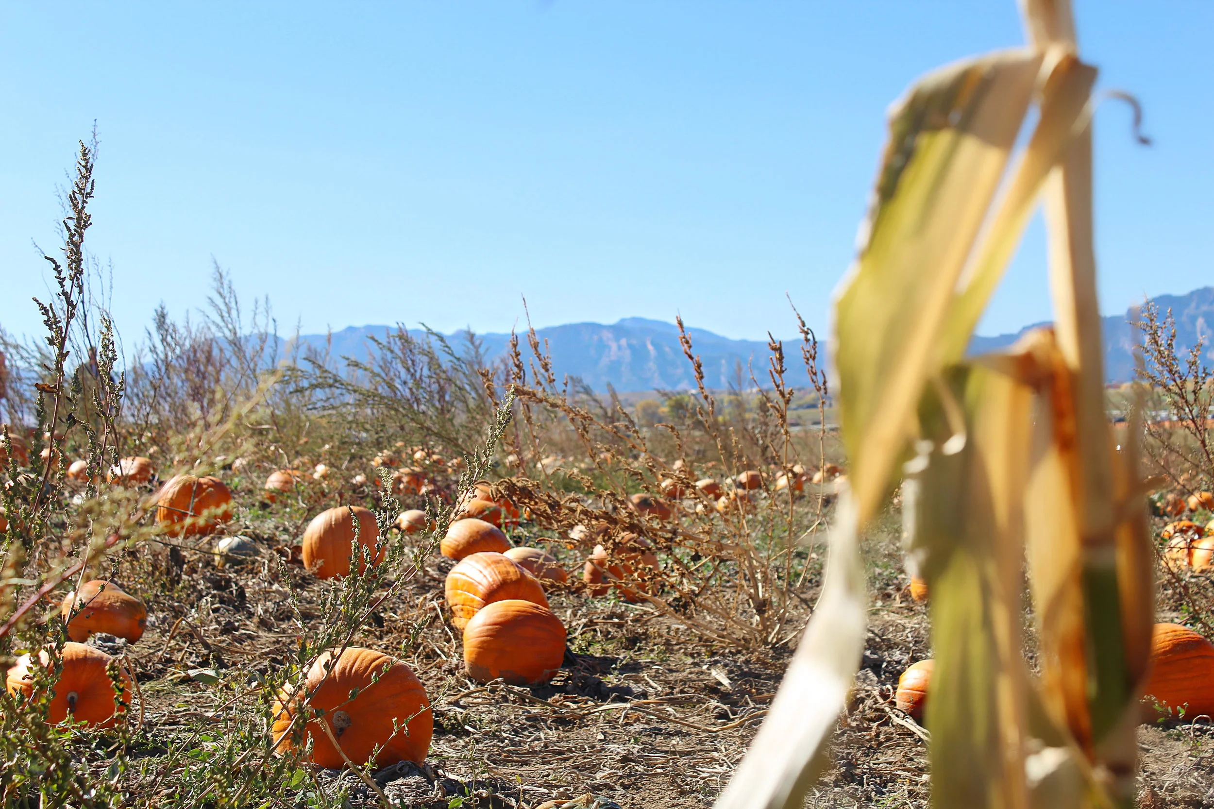 pumpkin-patch-denver.jpg