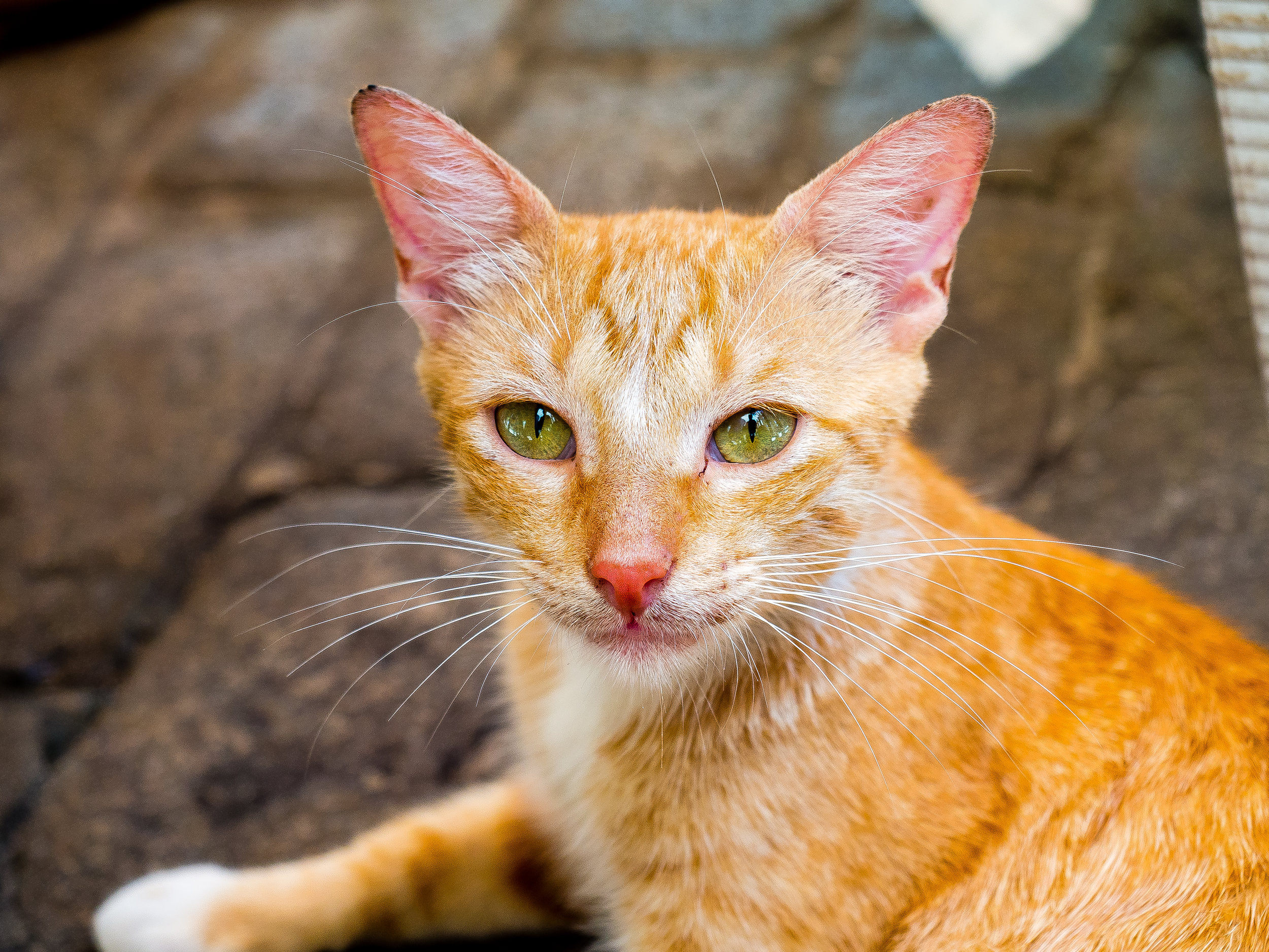 Cuba cat.jpg