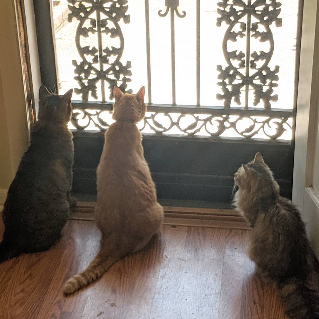 They just want to go outside.