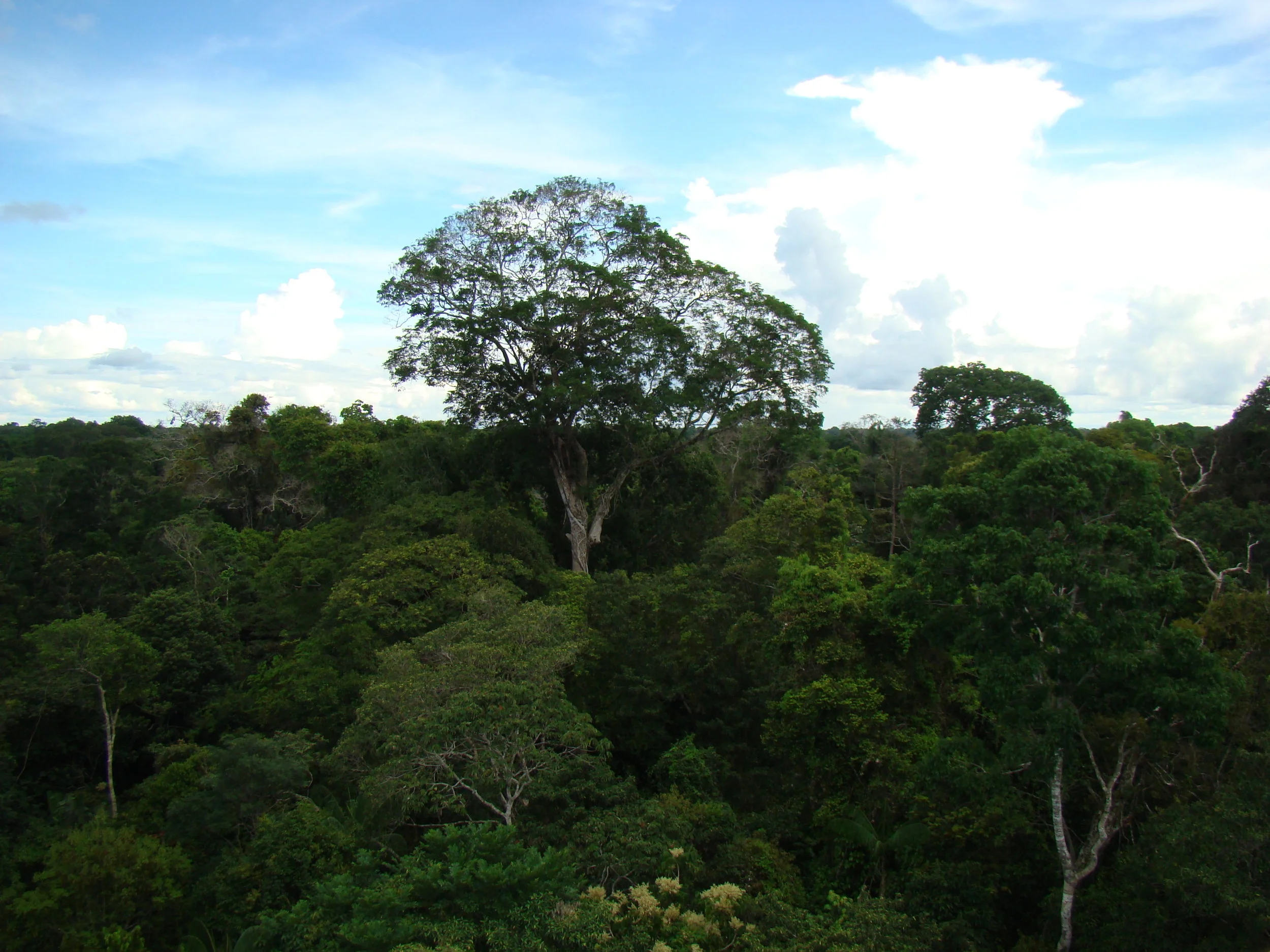 Protectors of the Amazon and the Third Way