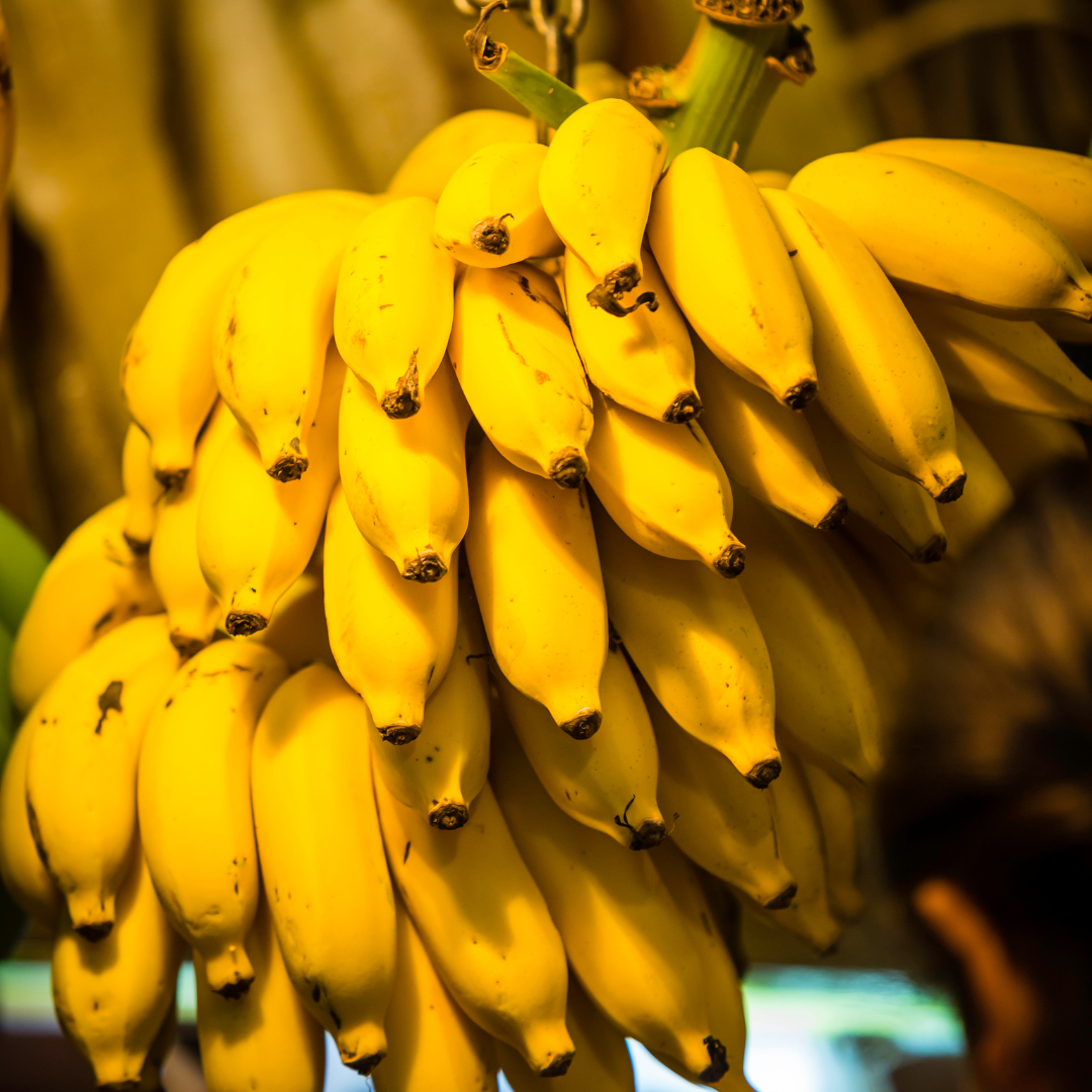 Sustainable development and commodity production? A critical look at the role of the banana trade in Somalia