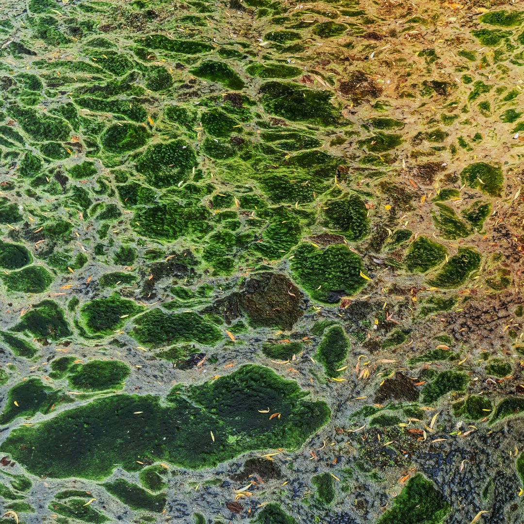 Algae in Cattle Feed: An Innovative Solution to Create Resilient Food Systems