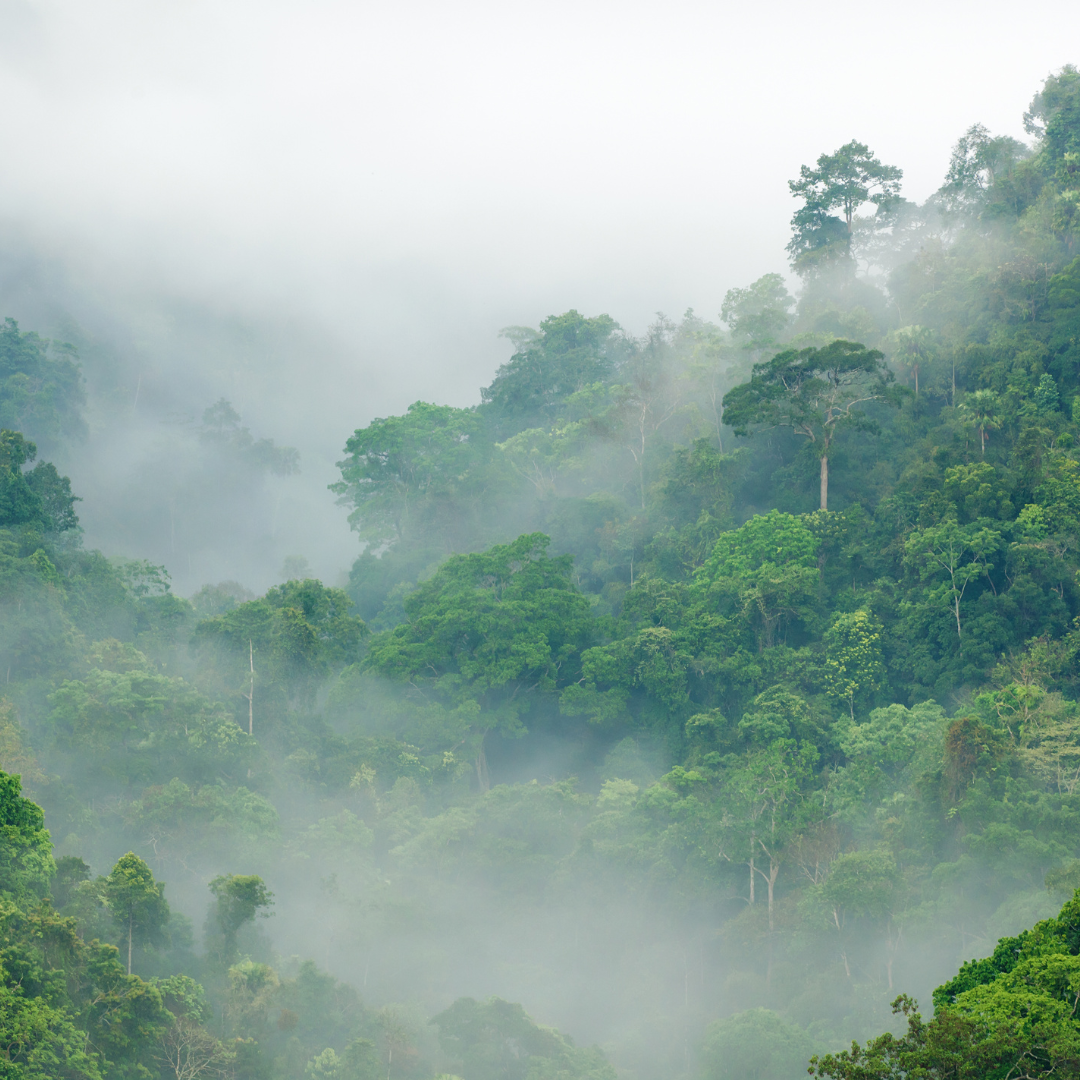FOG THAT BEARS FRUIT: HOW TECHNOLOGY IS HARNESSING A NEW VIABLE WATER SOURCE