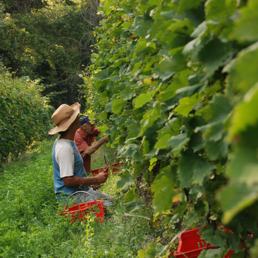 Untitled design-85.png