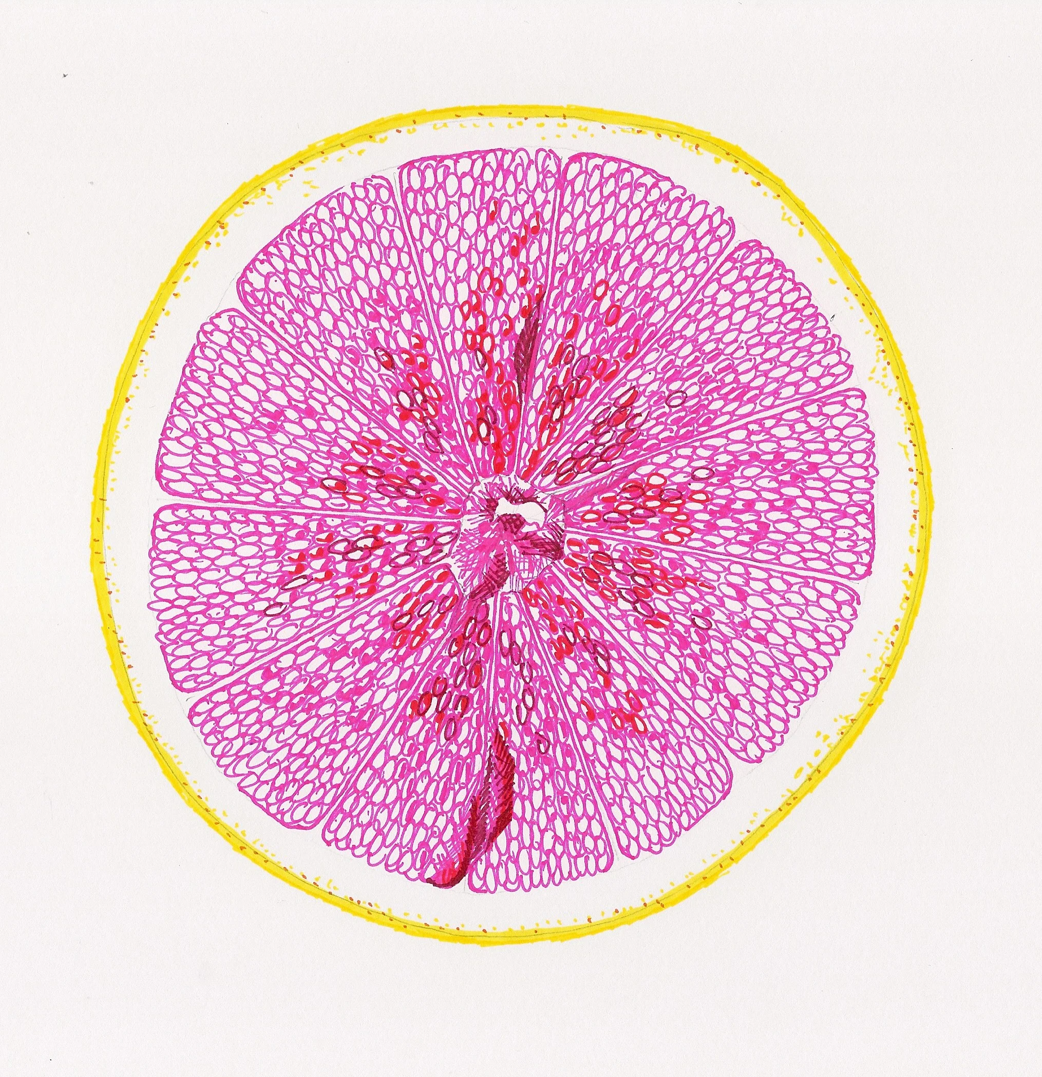 Pink grapefruit.jpg