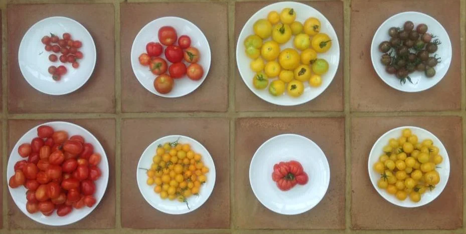 From top left, clockwise: Supersweet (cherry), Moneymaker, Golden Sunrise, Black Cherry, Sun Baby (yellow cherry), Big Boy, Tumbling Tom Yellow (cherry), Roma (plum)