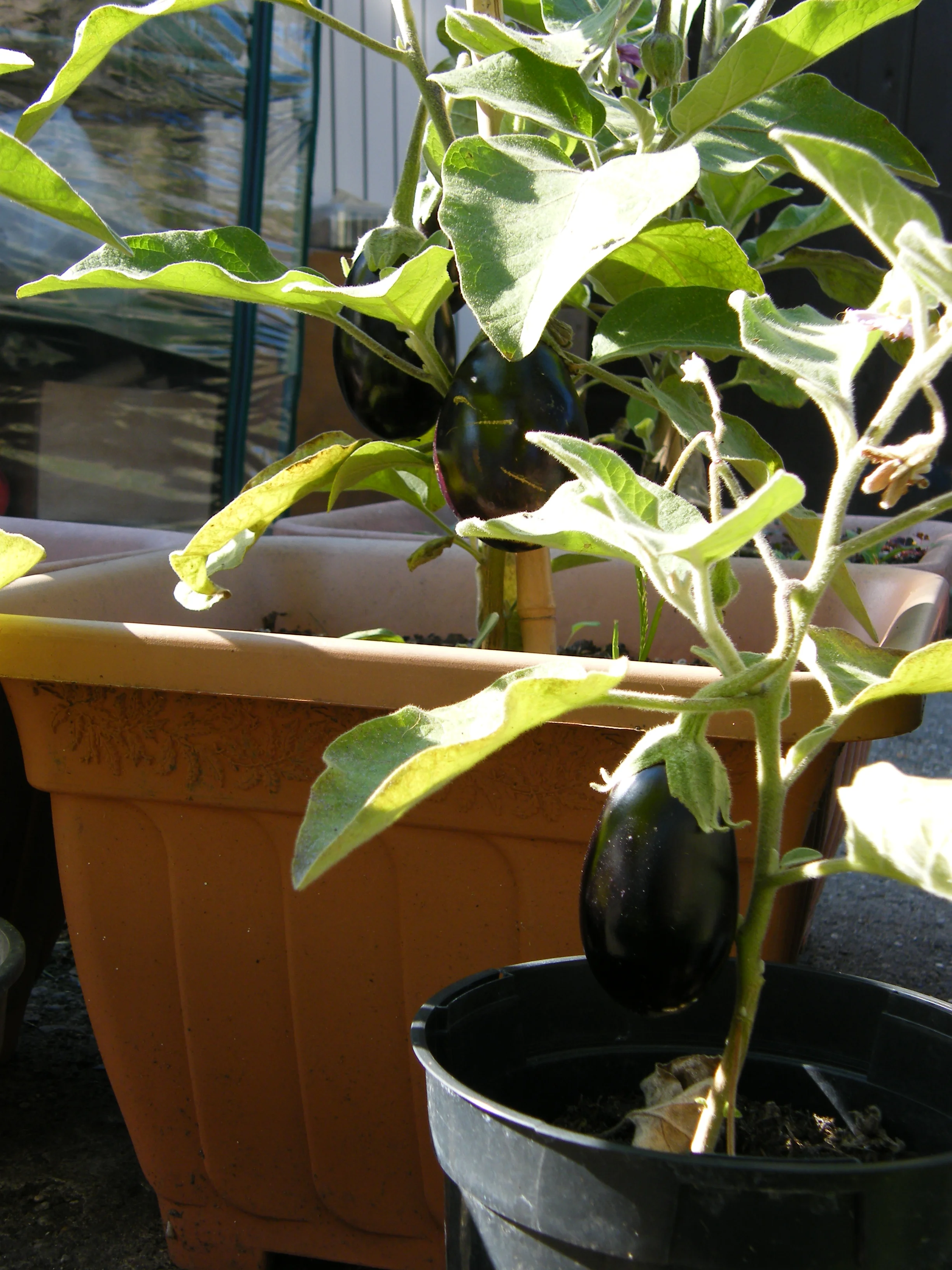 DSCF3495.JPG