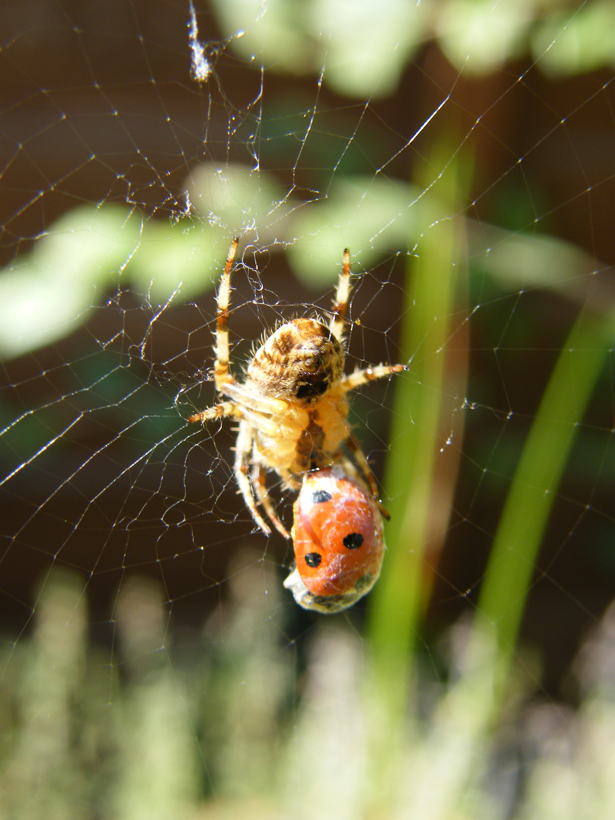 DSCF4239.JPG