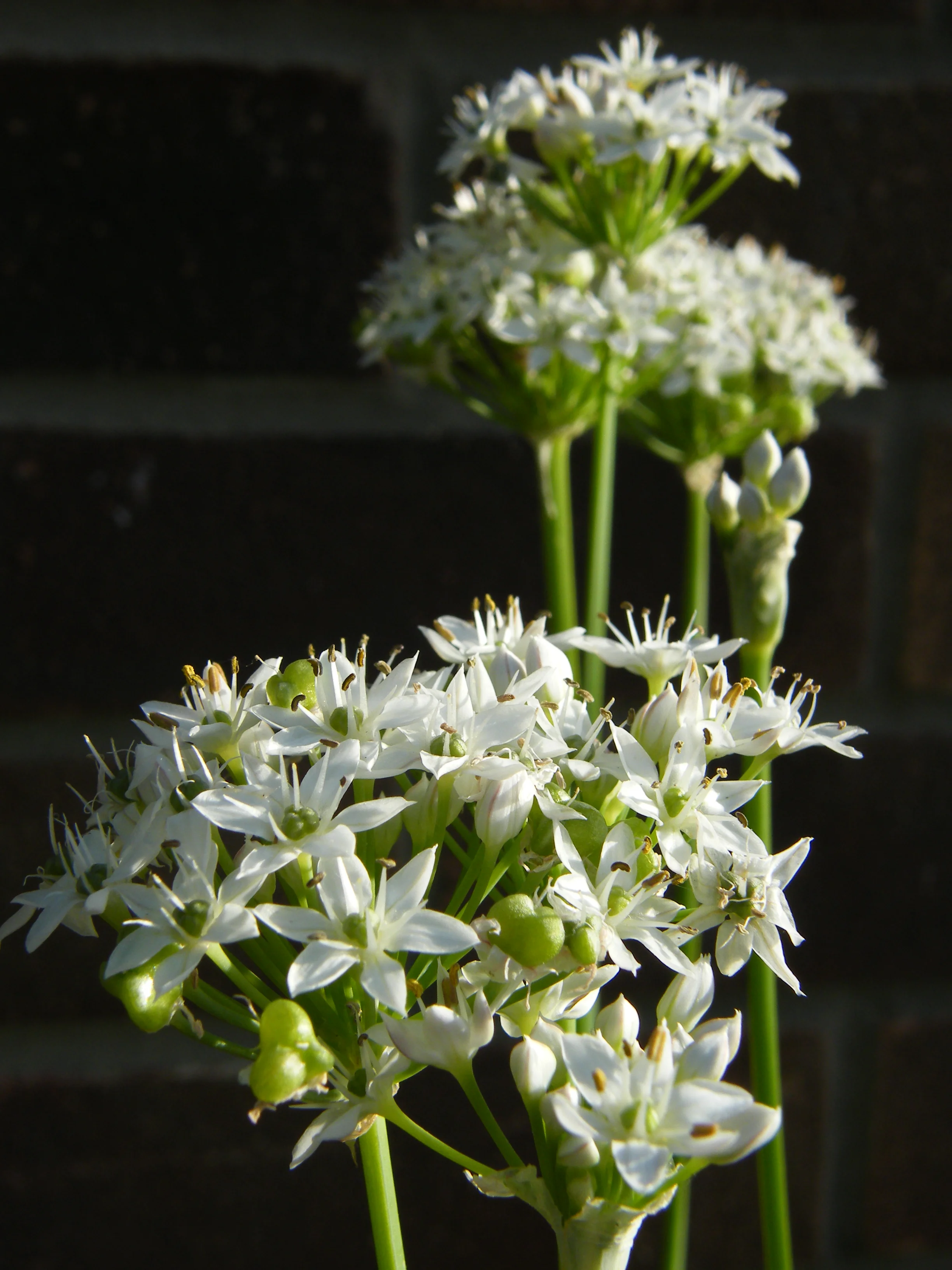 DSCF4259.JPG