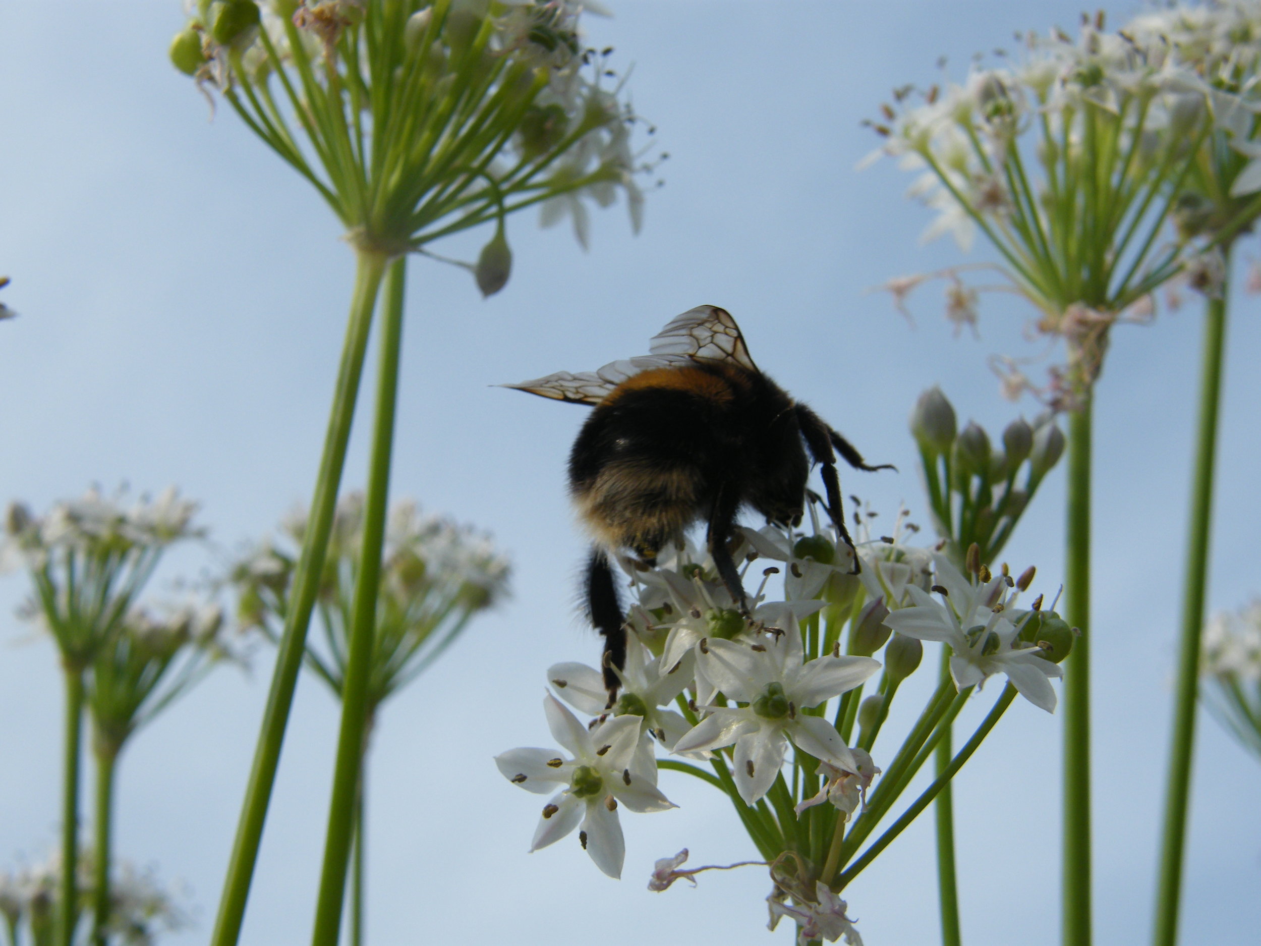 DSCF7122.JPG