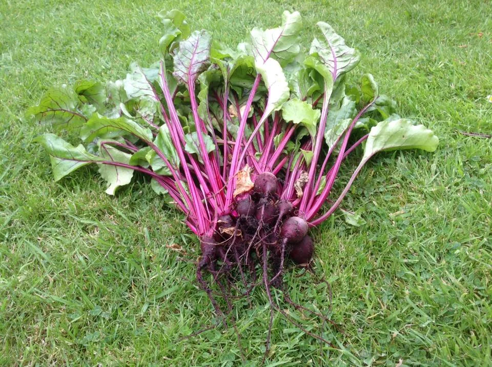 Beetroot e.jpg