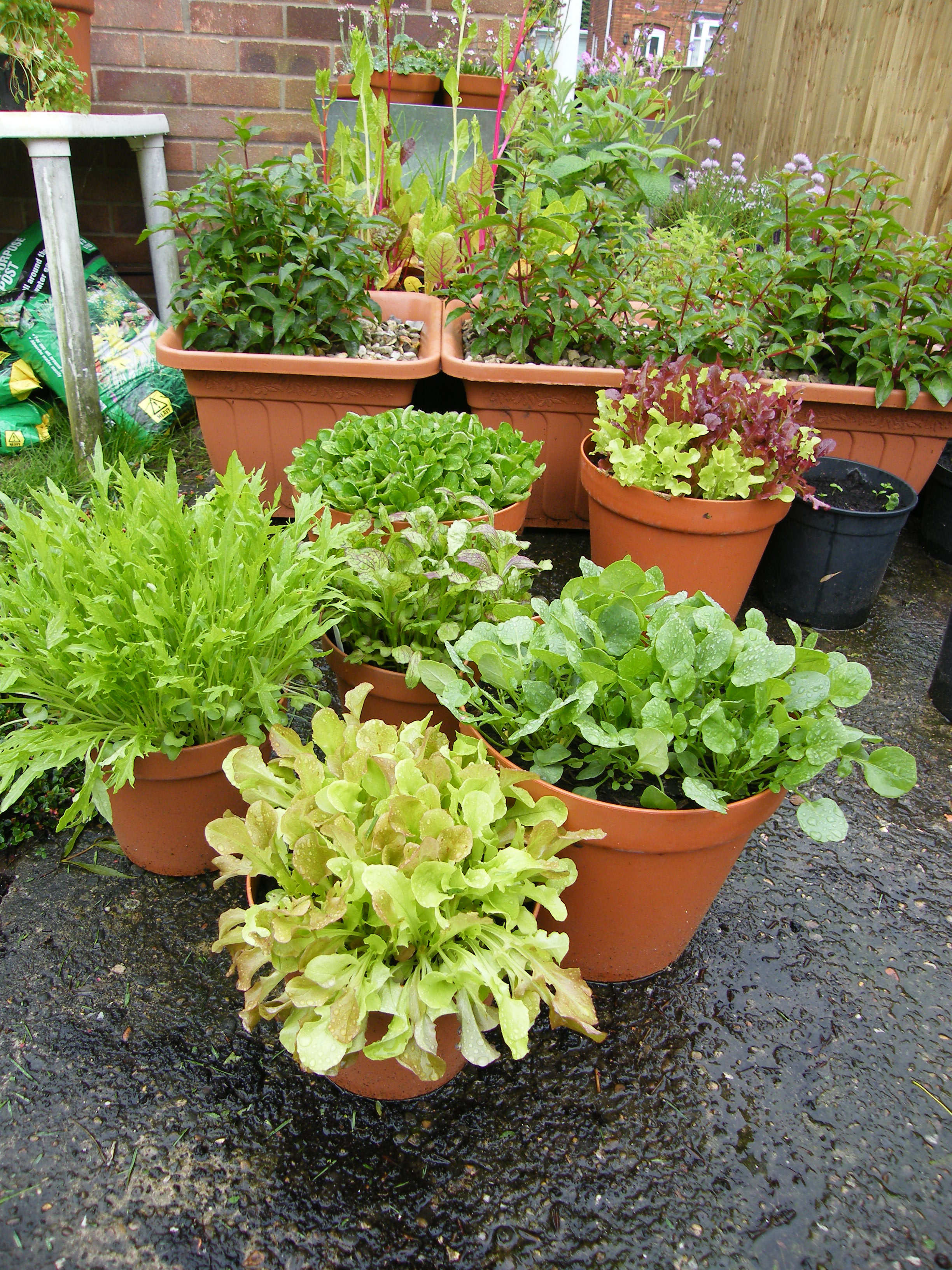 Leaves and Herbs (home grown).JPG