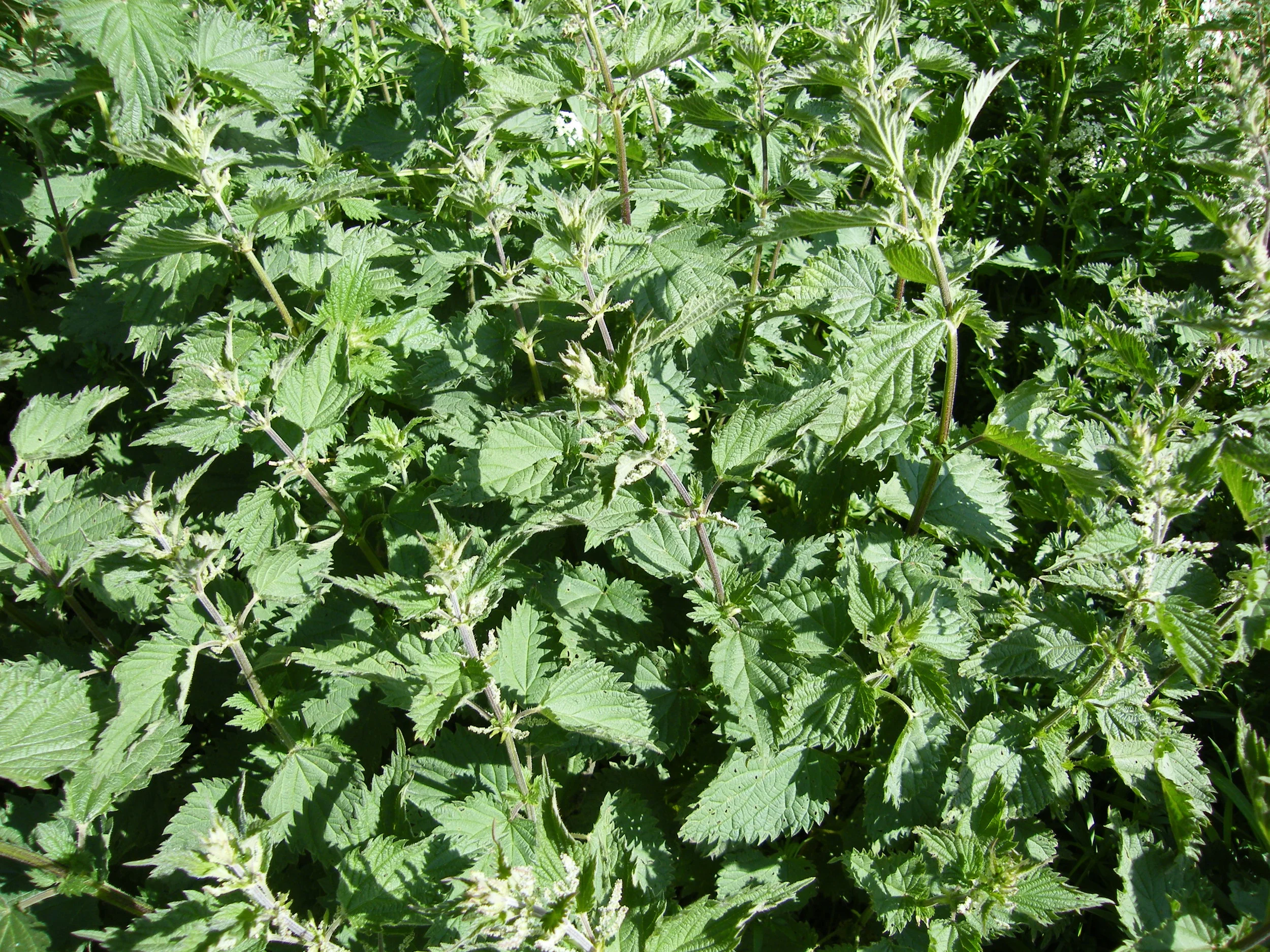 Nettle and Mint Sauce
