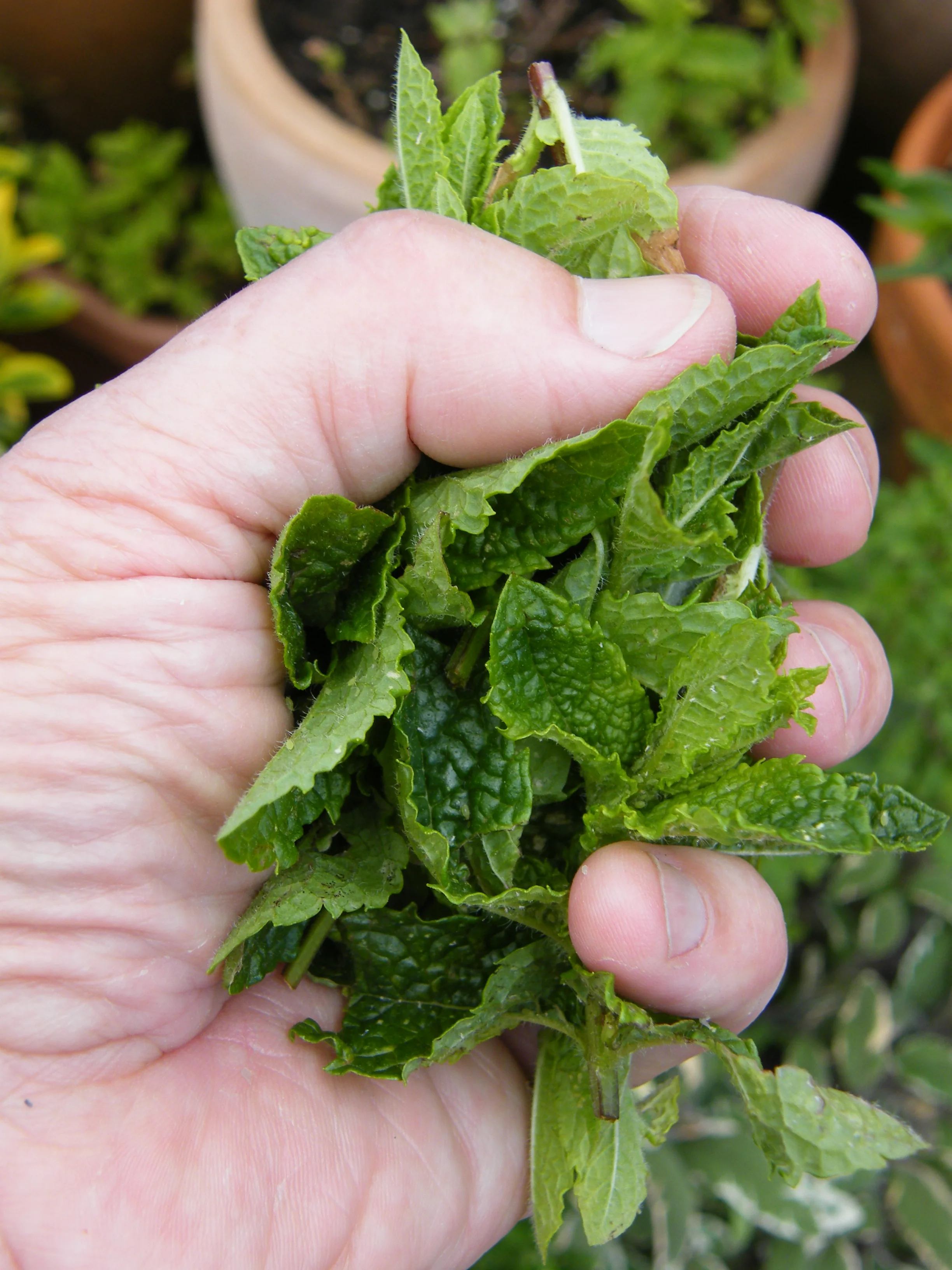 Nettle and Mint Sauce
