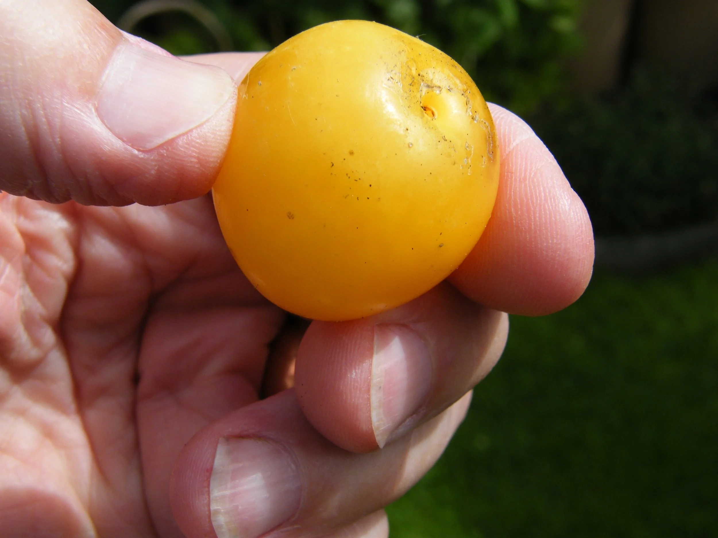 And the 'Golden Globe' for foraged fabulousness goes to... Yellow Bullace!