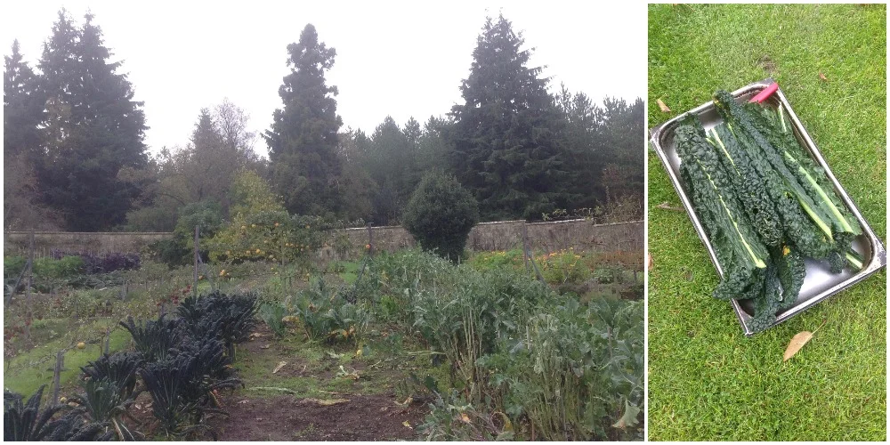 garden cavolo.jpg