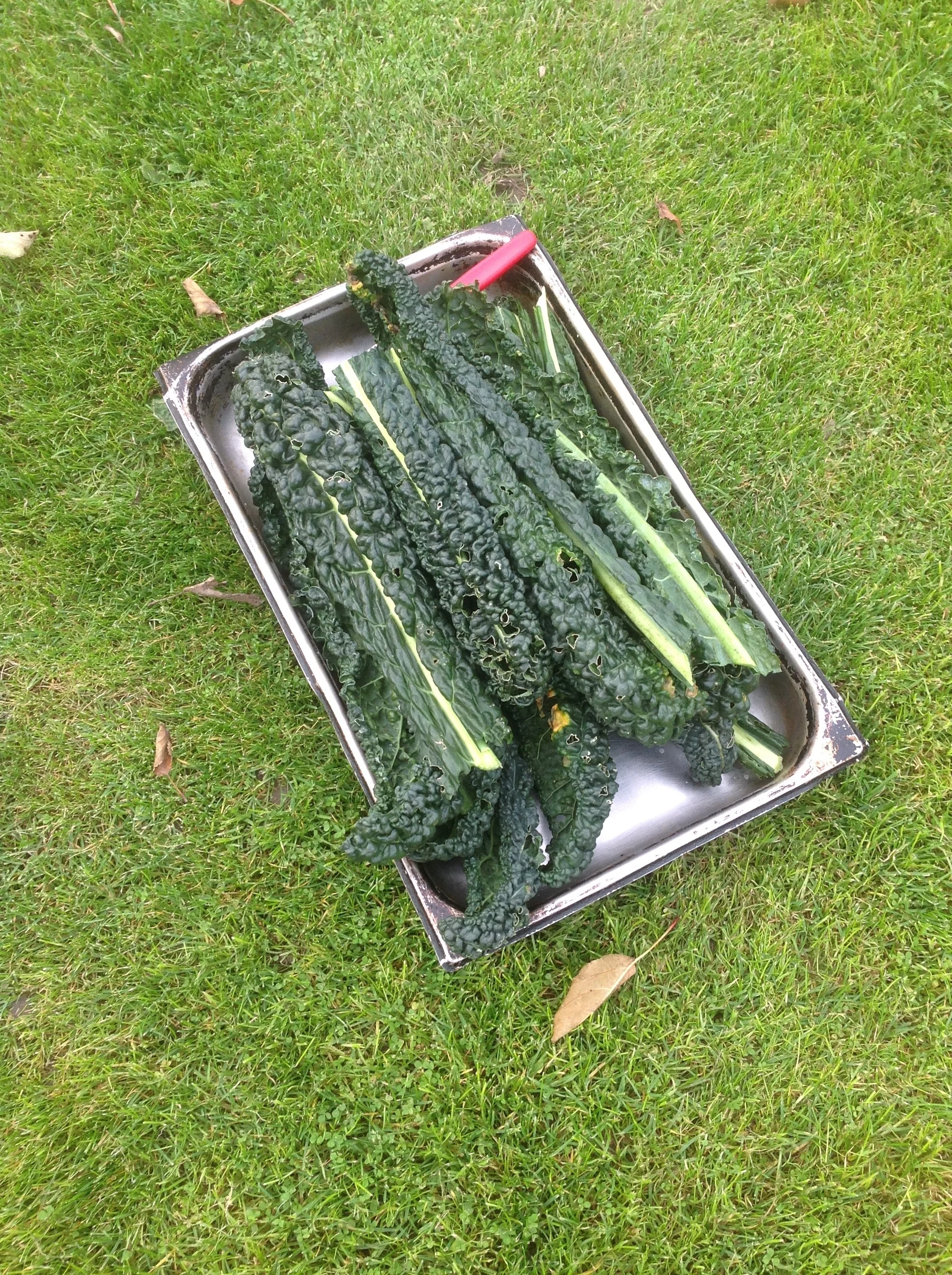 Cavolo Nero
