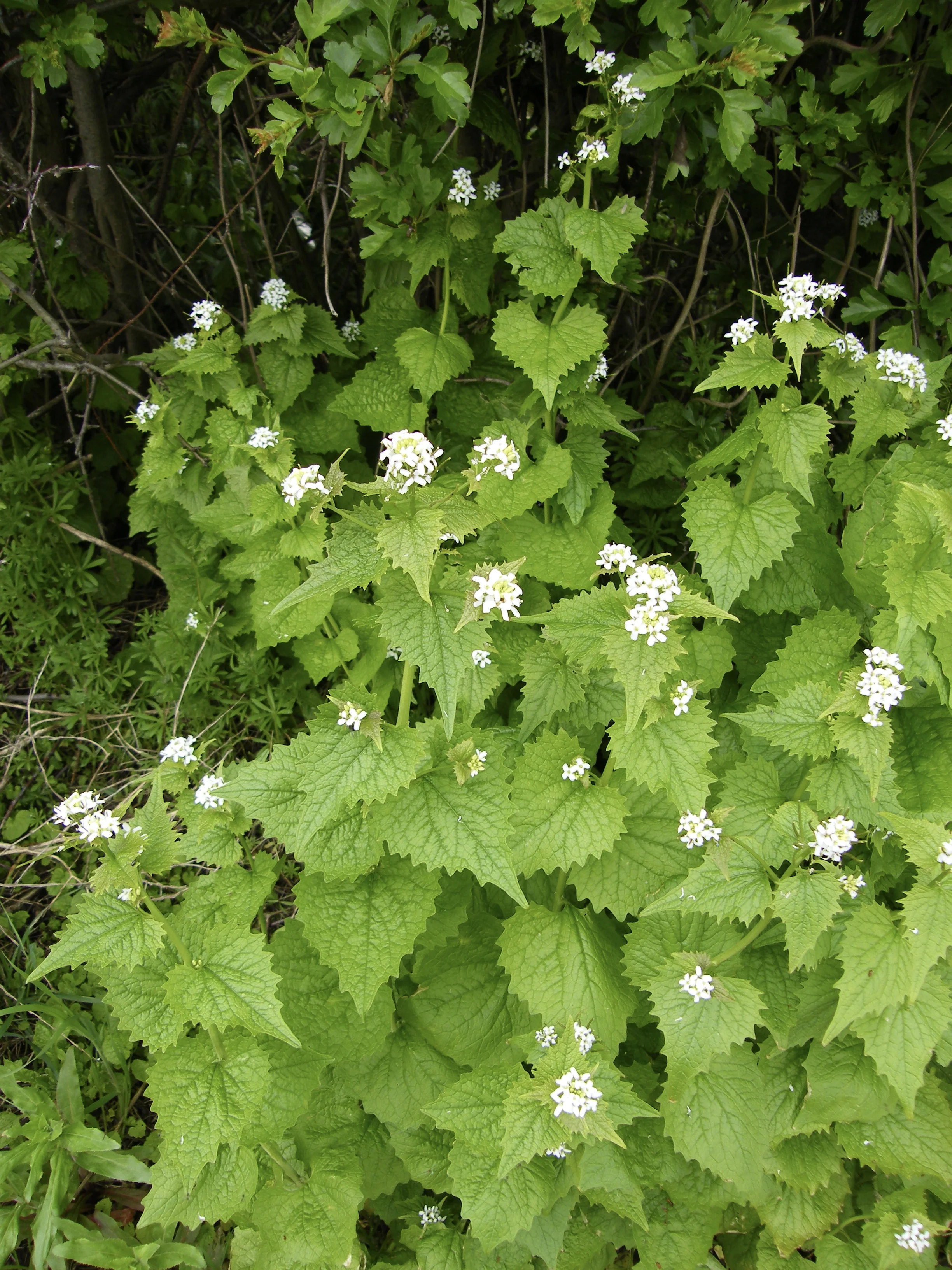 DSCF3090.jpg