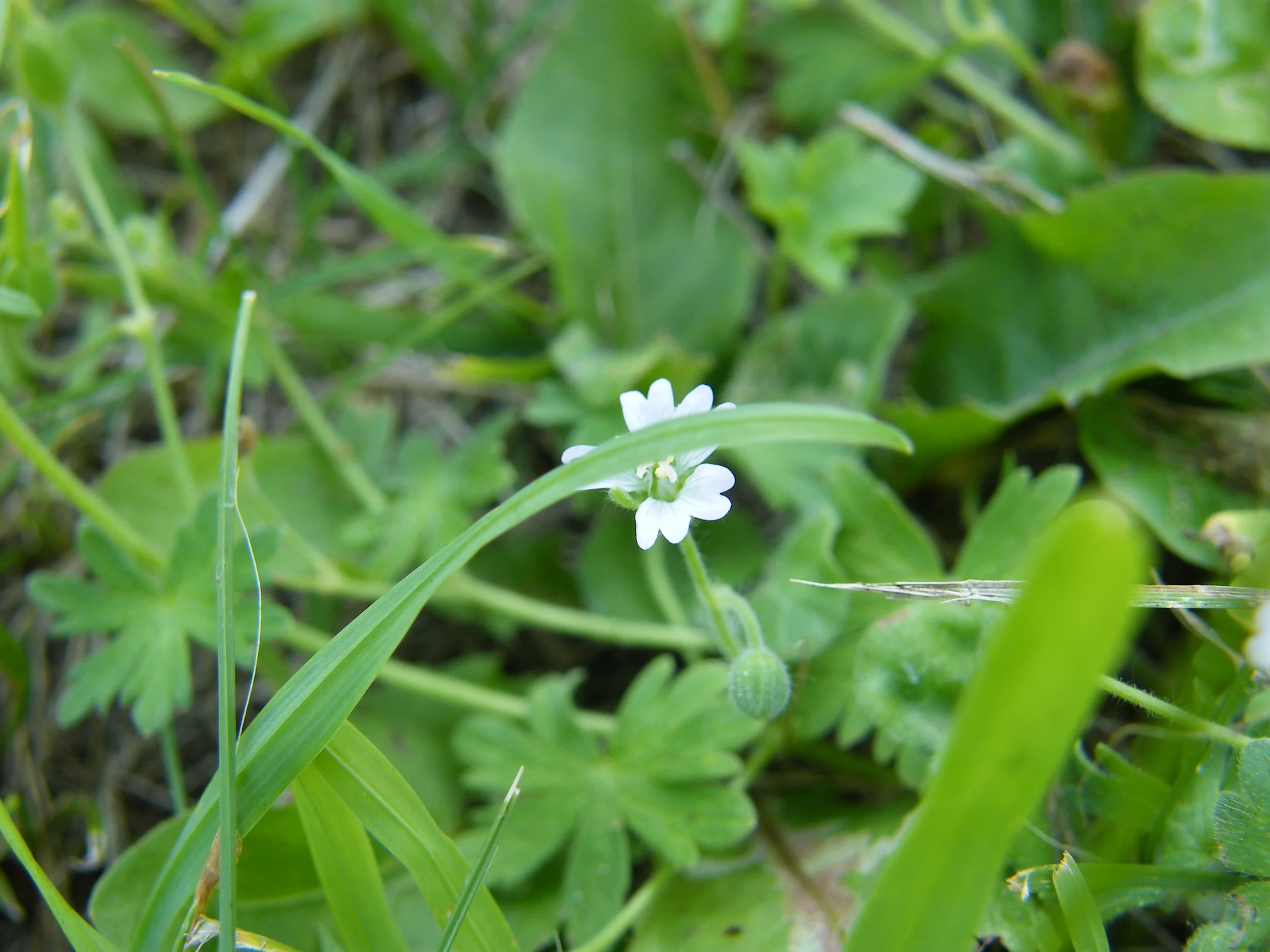 DSCF4041.jpg