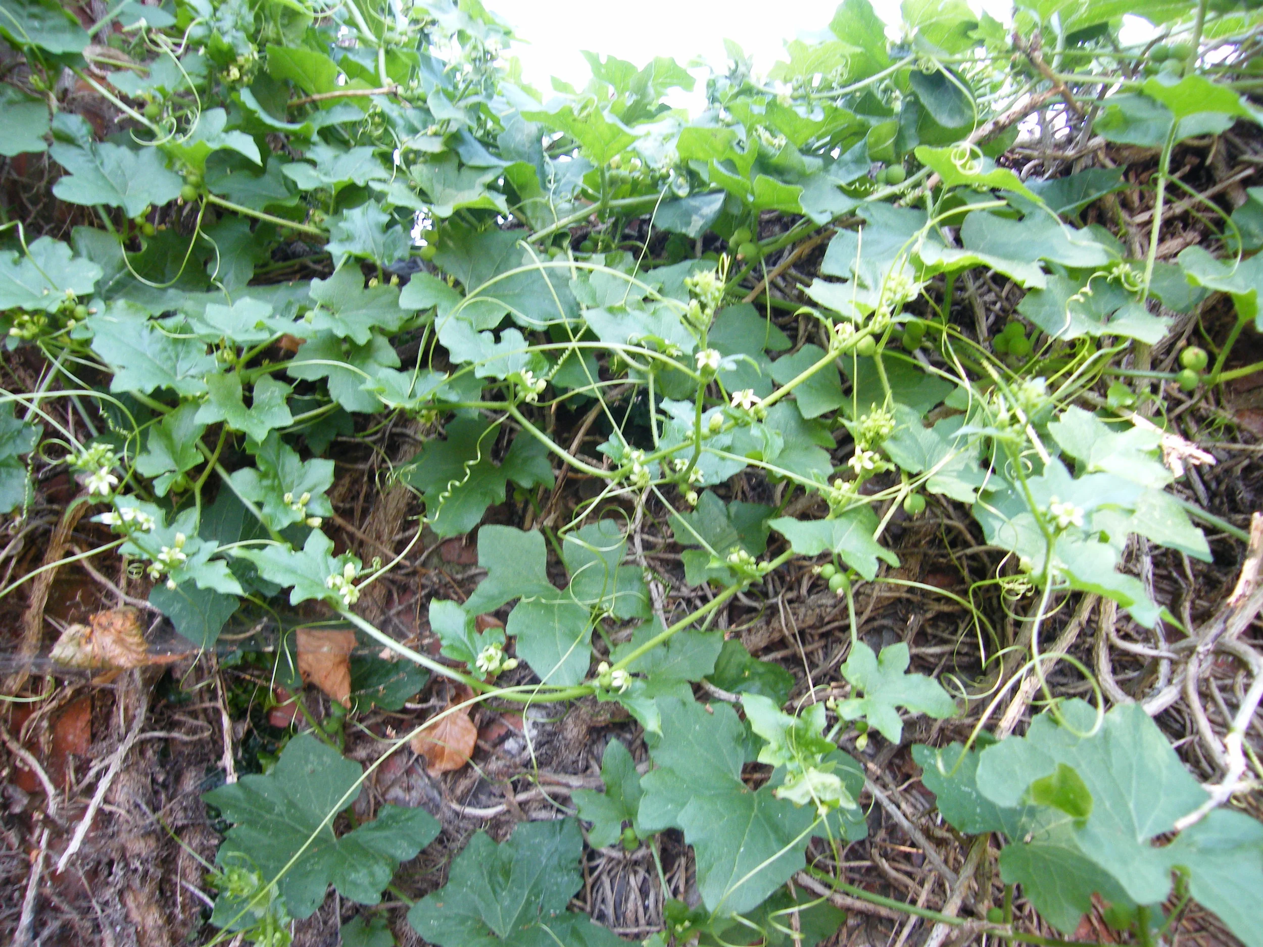 DSCF4059.jpg