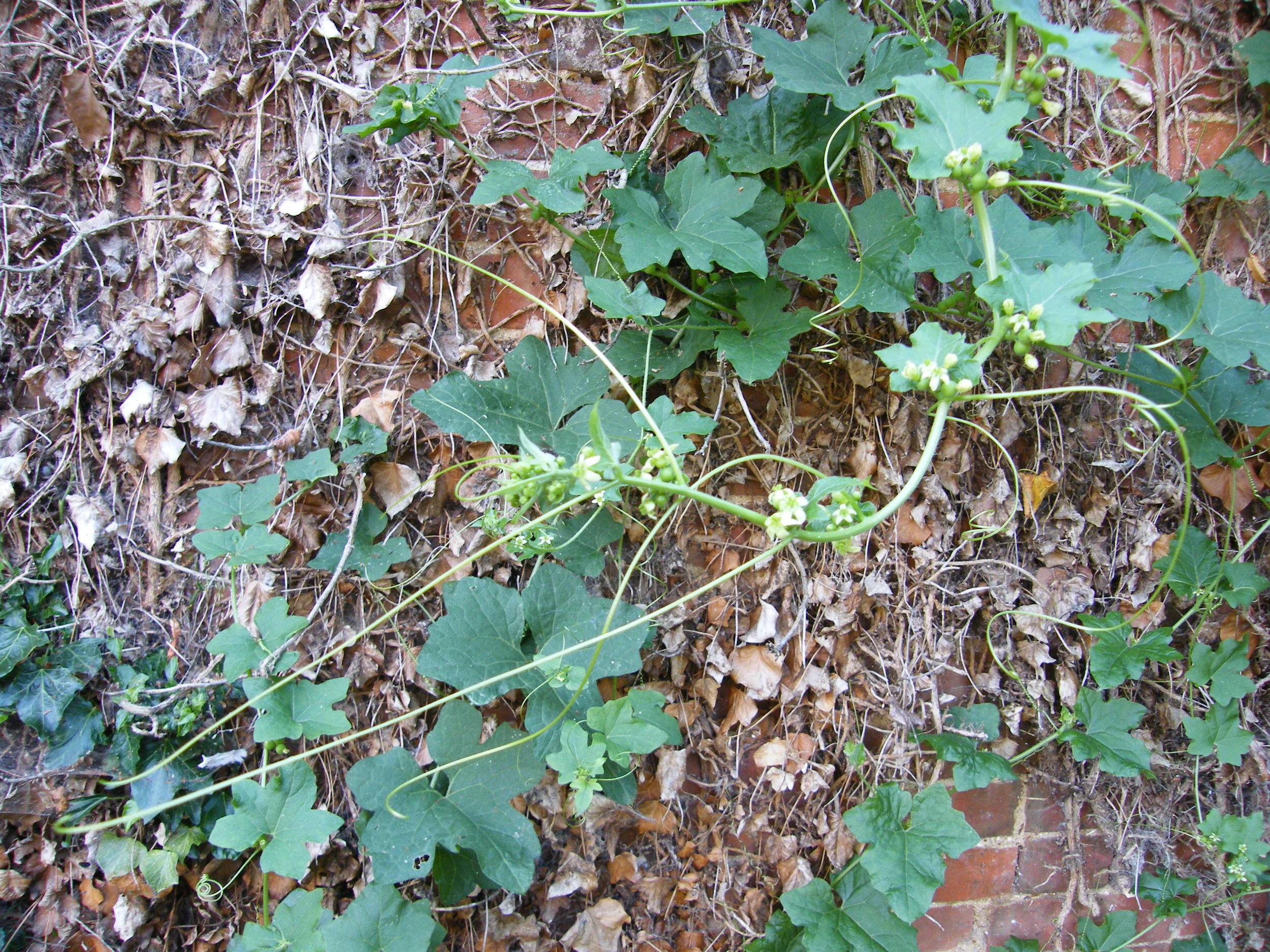 DSCF4061.jpg