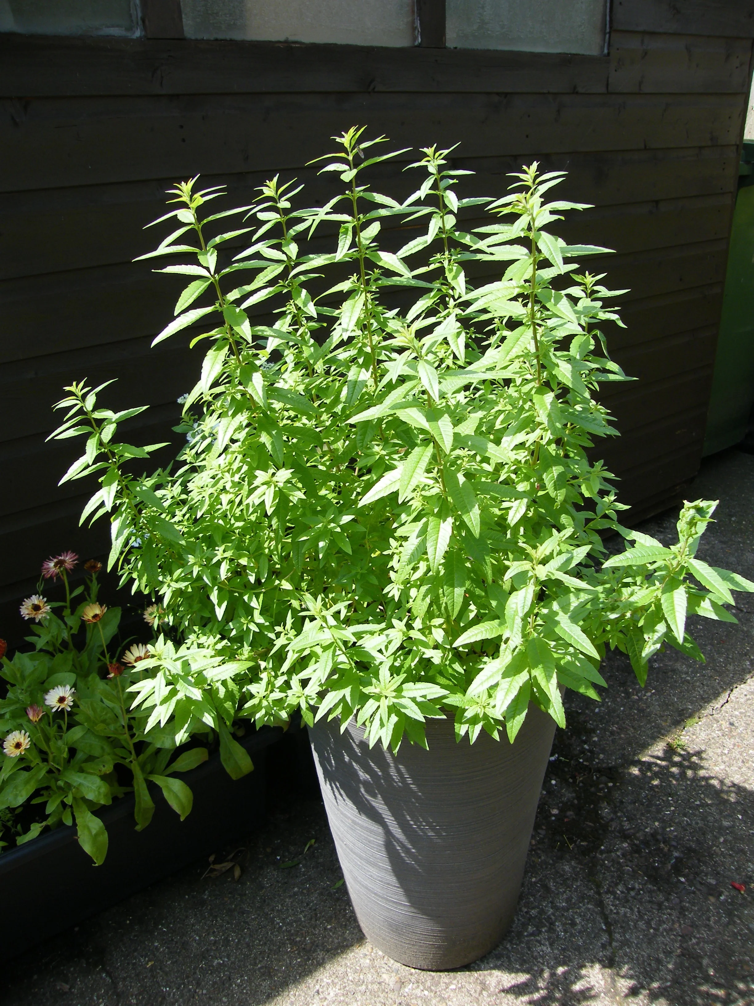 Lemon verbena before a surprise attack stripped away 30 grams of leaves.