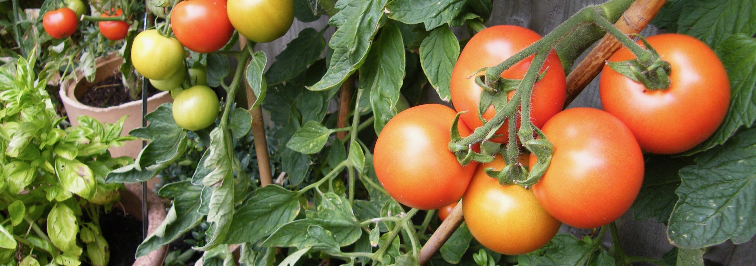 Grow some tomatoes.