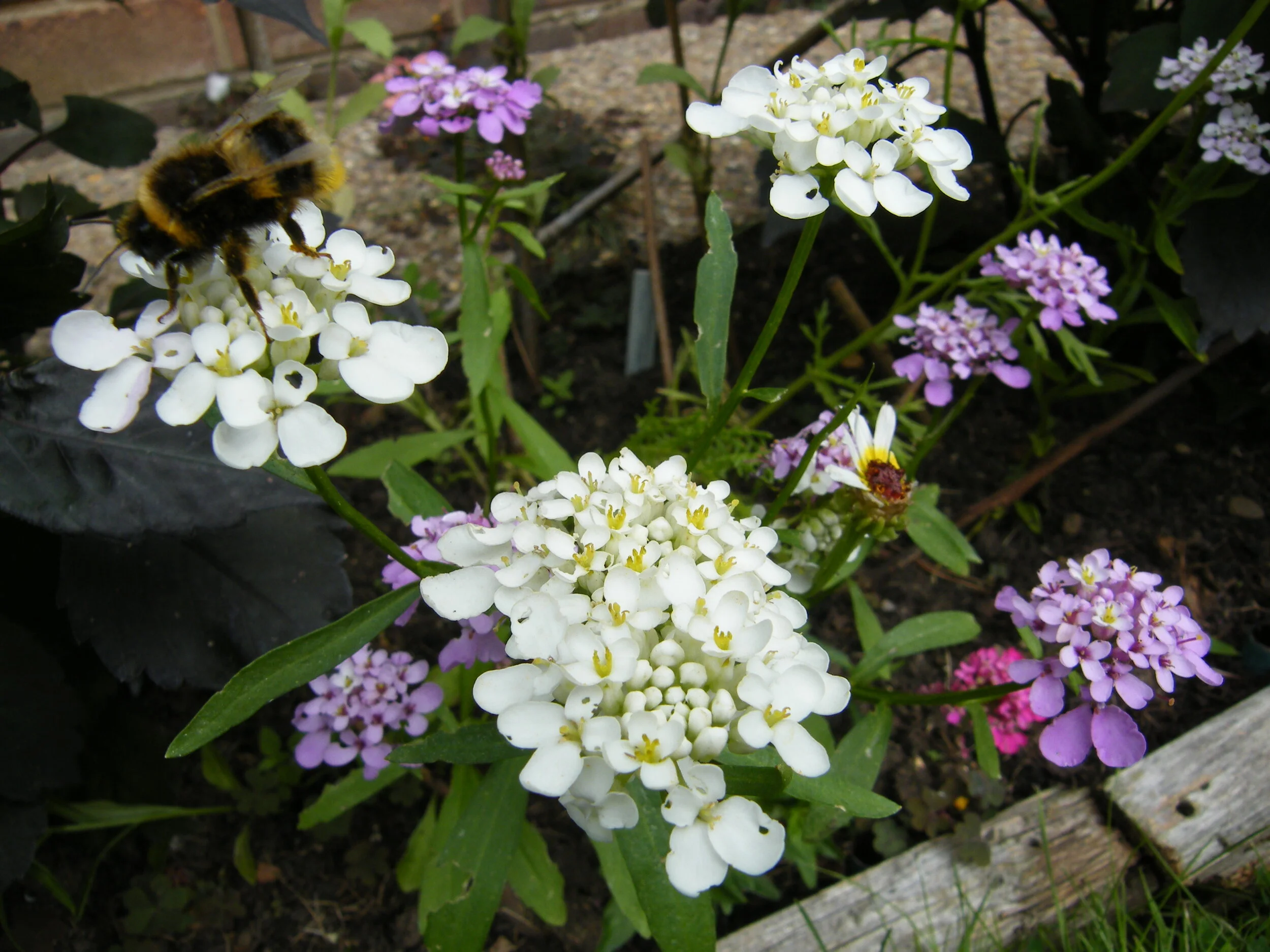 DSCF5915.jpg