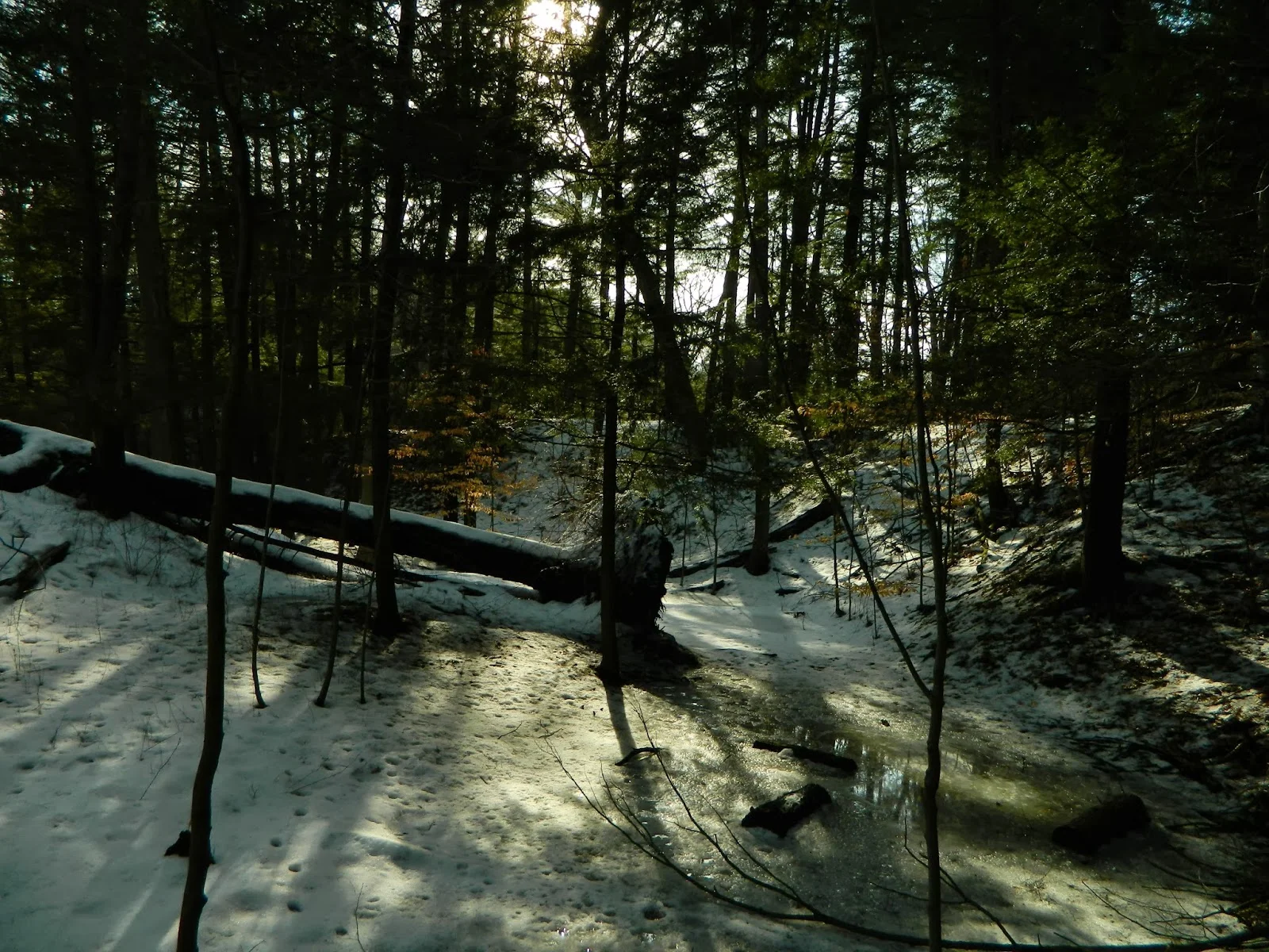 New Year ~ Old Paths